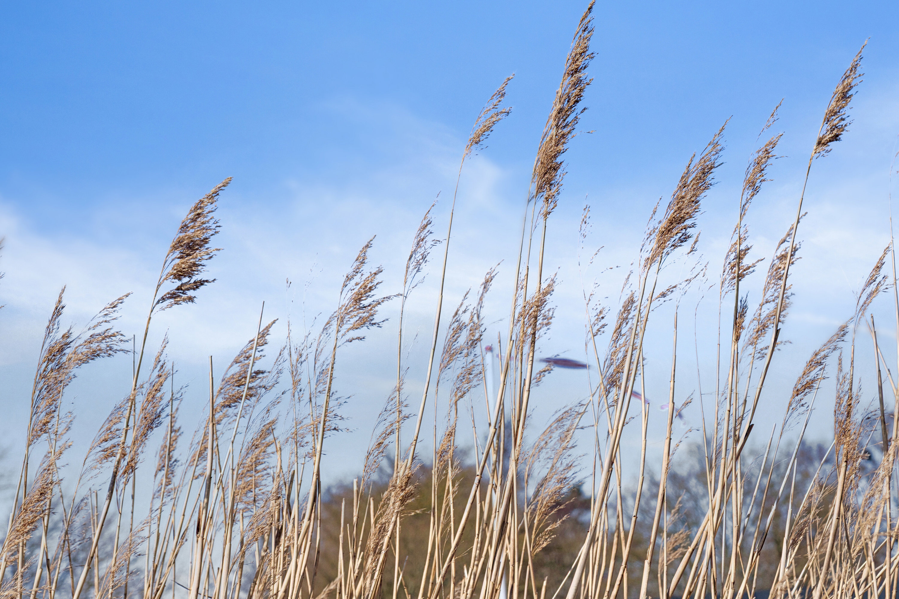 Fremhævet omgivelser billede i fuldskærmstilstand. Billede af Boulevarden 11D, Balka, 3730 Nexø