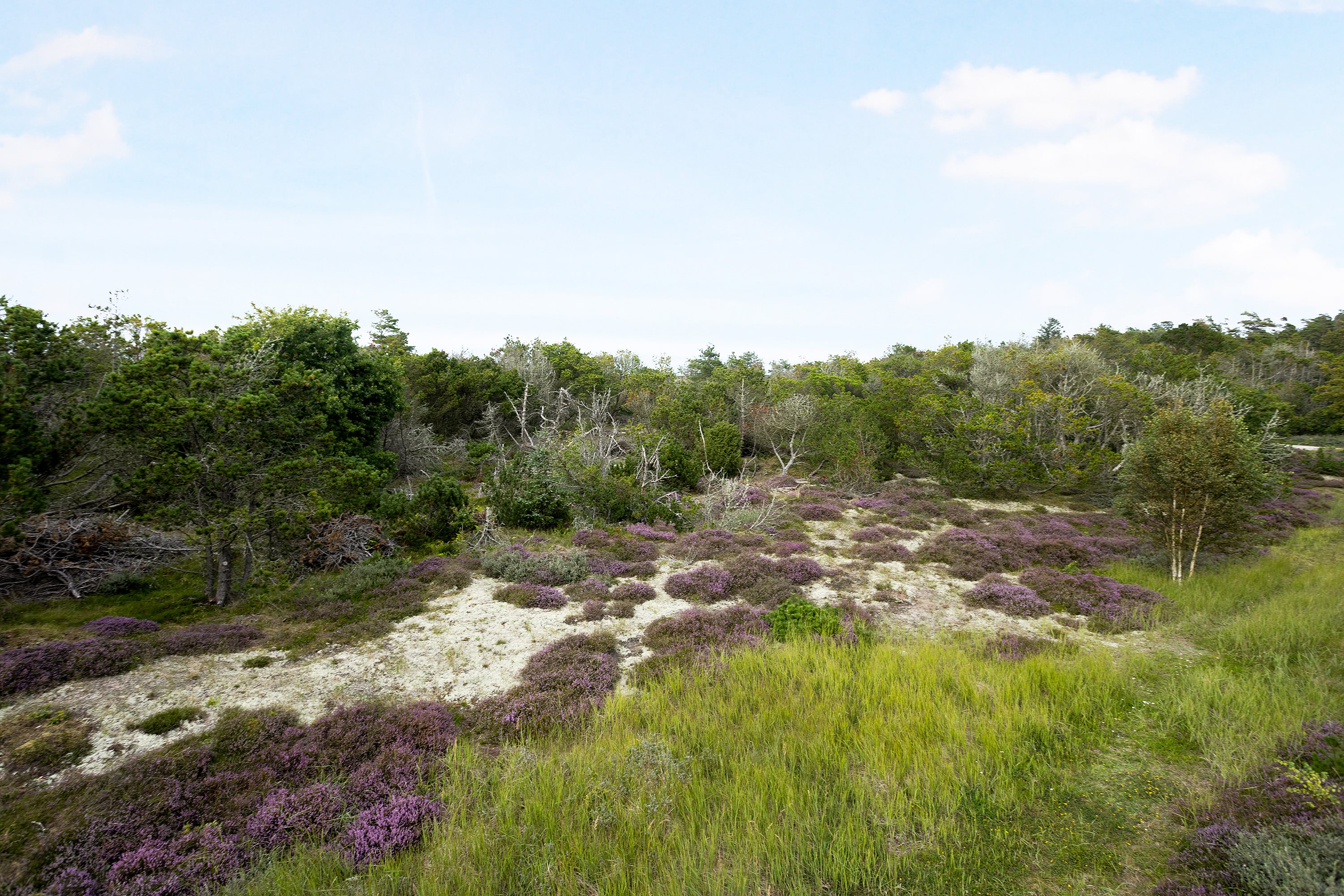 Fritidsgrund: Område på Oksevej 19, Bunken, 9982 Ålbæk