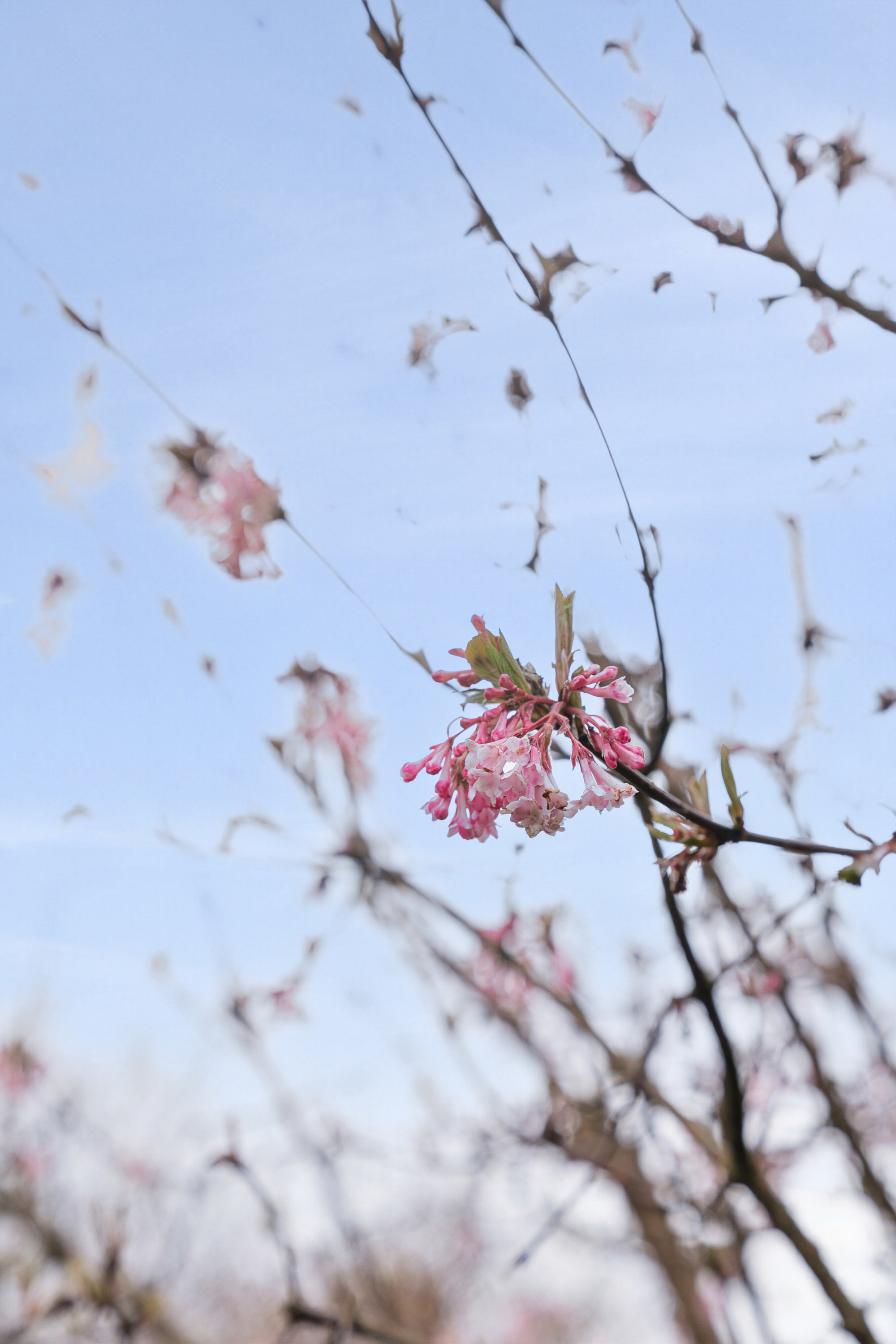 Fremhævet udendørs billede i fuldskærmstilstand. Billede af Højene 1, 7250 Hejnsvig