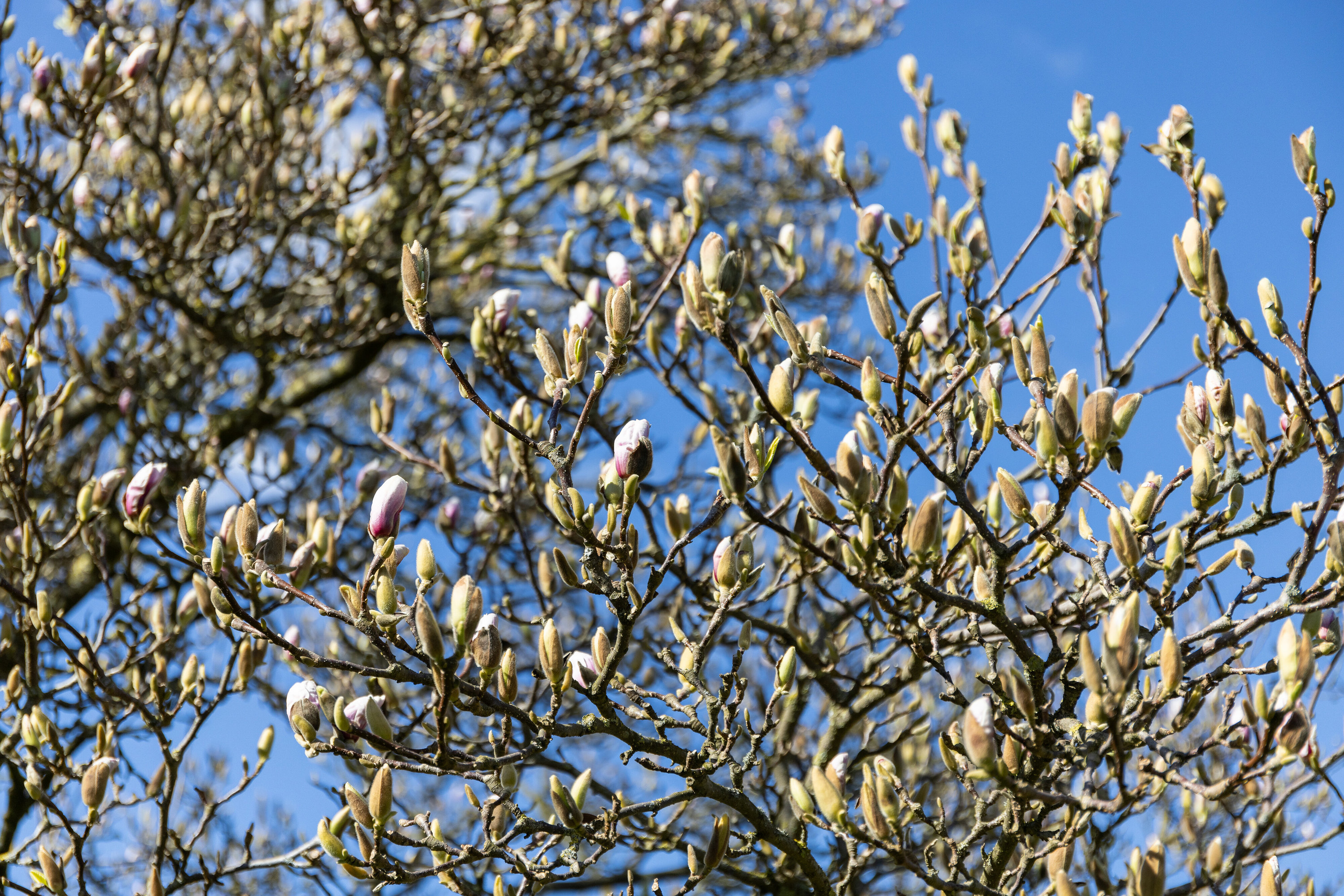 Fremhævet udendørs billede i fuldskærmstilstand. Billede af Rolighedsvej 8, 4200 Slagelse