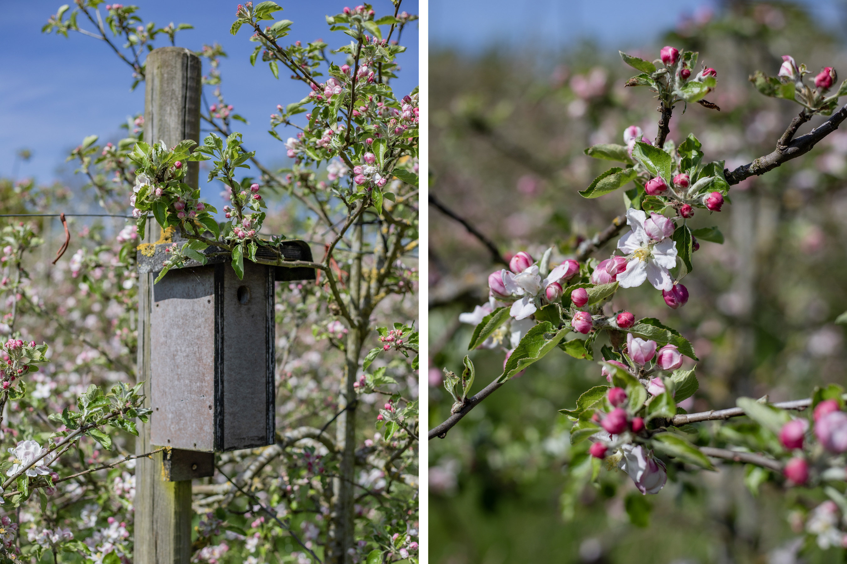 Fremhævet ejendommen billede i fuldskærmstilstand. Billede af Søbo 13, Bildsø, 4200 Slagelse