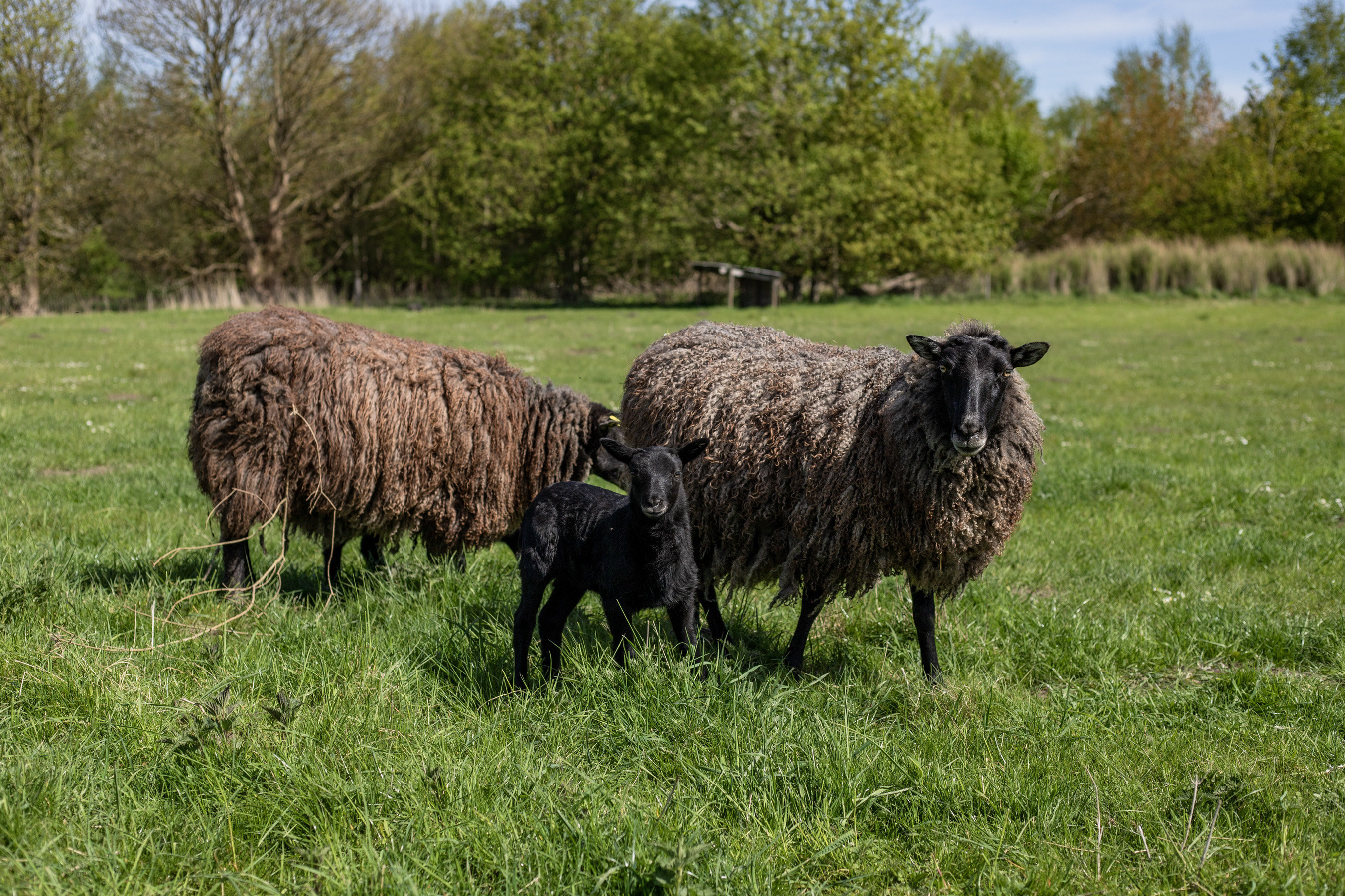 Fremhævet ejendommen billede i fuldskærmstilstand. Billede af Søbo 13, Bildsø, 4200 Slagelse