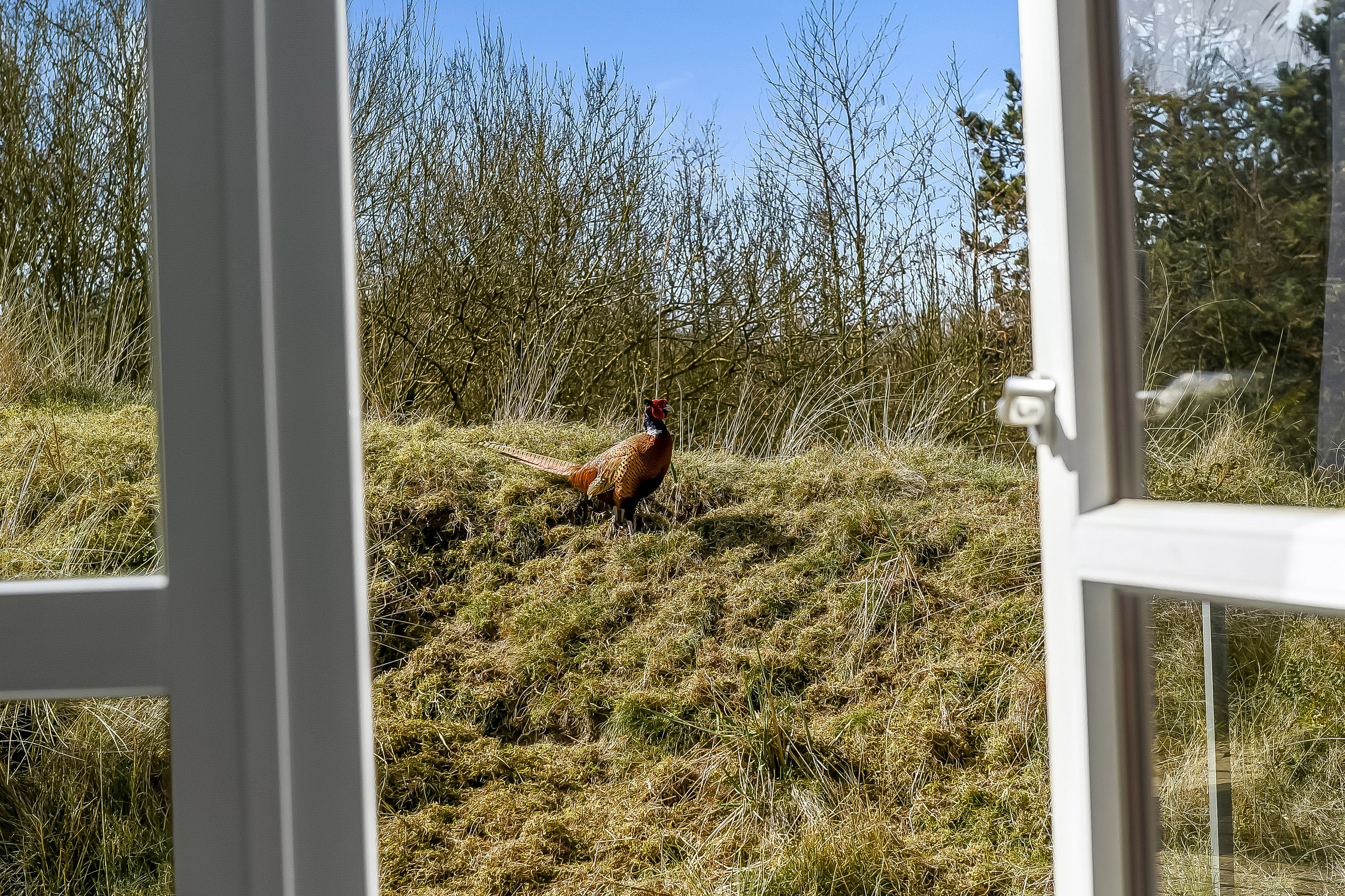 Fremhævet have billede i fuldskærmstilstand. Billede af Strandgårdsvej 11, Rindby Strand, 6720 Fanø