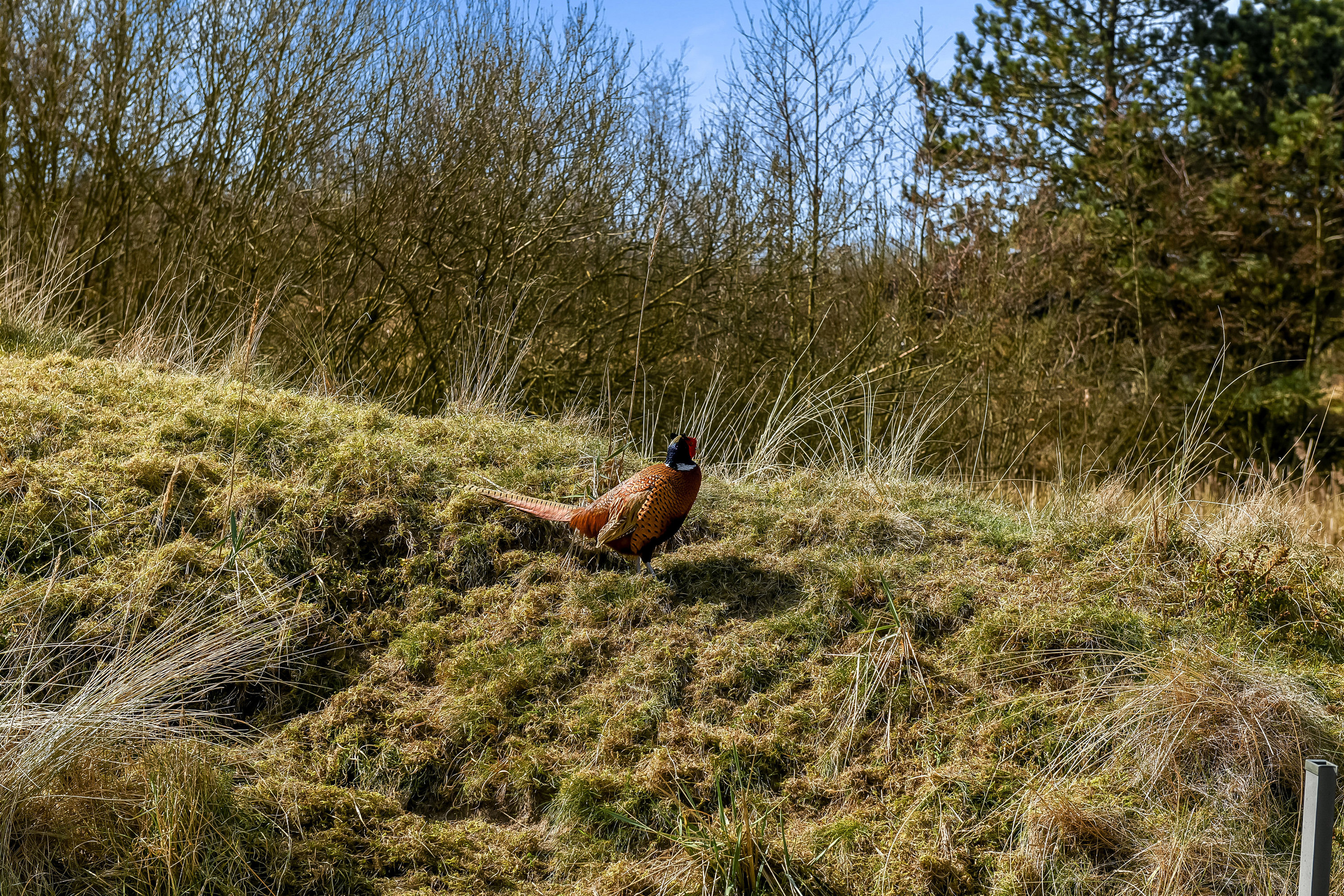 Fremhævet have billede i fuldskærmstilstand. Billede af Strandgårdsvej 11, Rindby Strand, 6720 Fanø