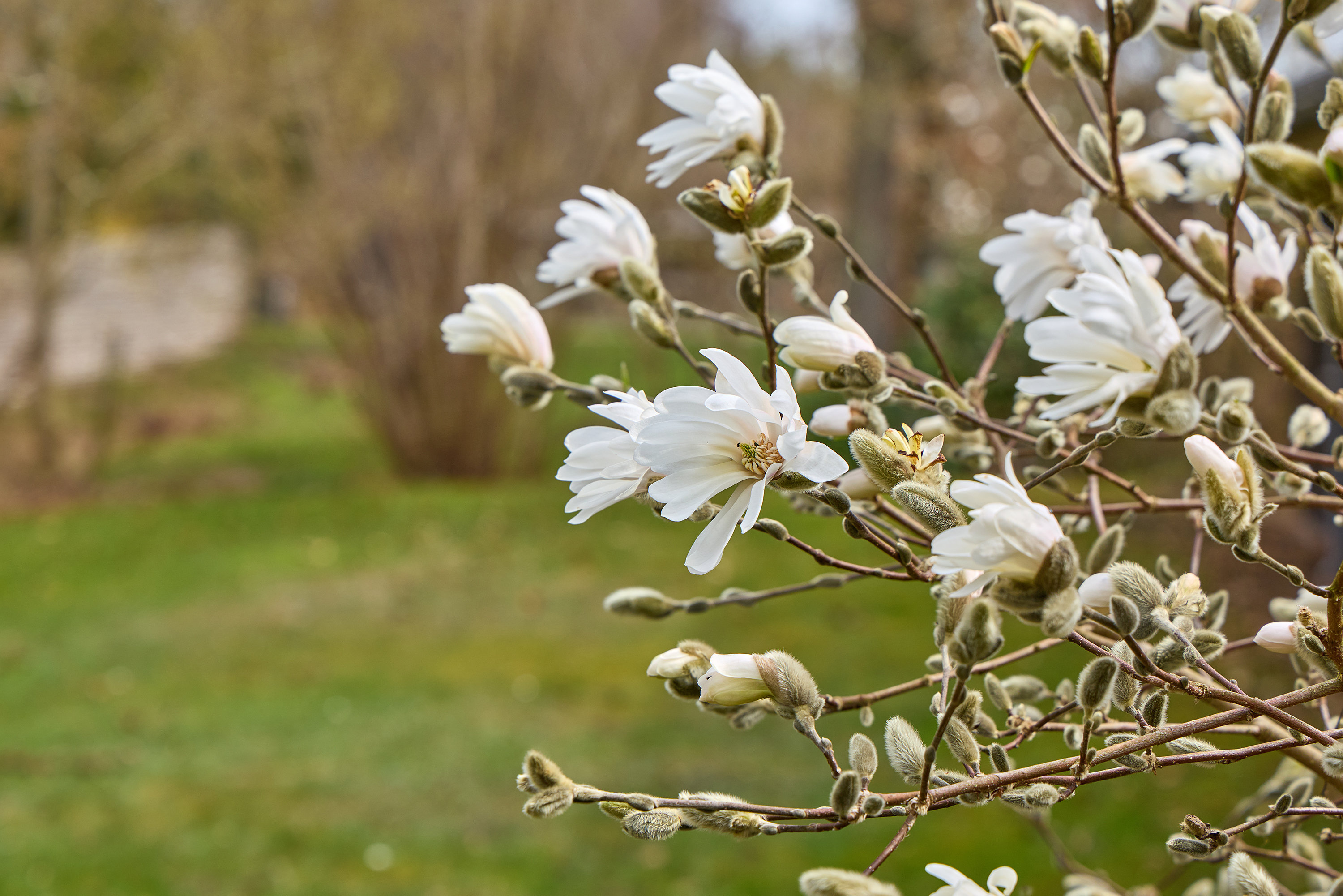 Fremhævet have billede i fuldskærmstilstand. Billede af Sandagervej 31, Udsholt, 3230 Græsted