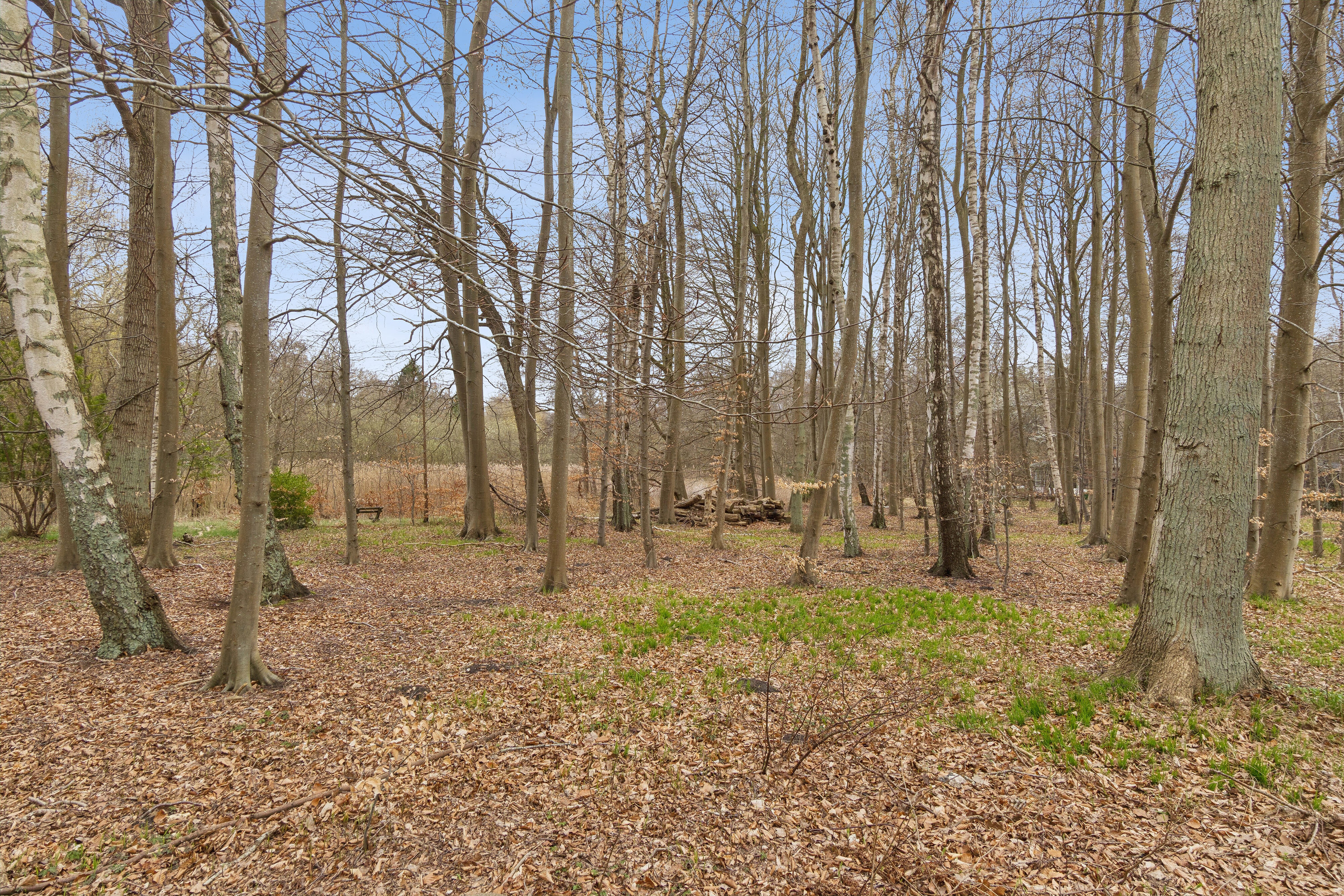 Fremhævet udsigt billede i fuldskærmstilstand. Billede af Knarbo Mose 3, Kårup Skov, 4540 Fårevejle