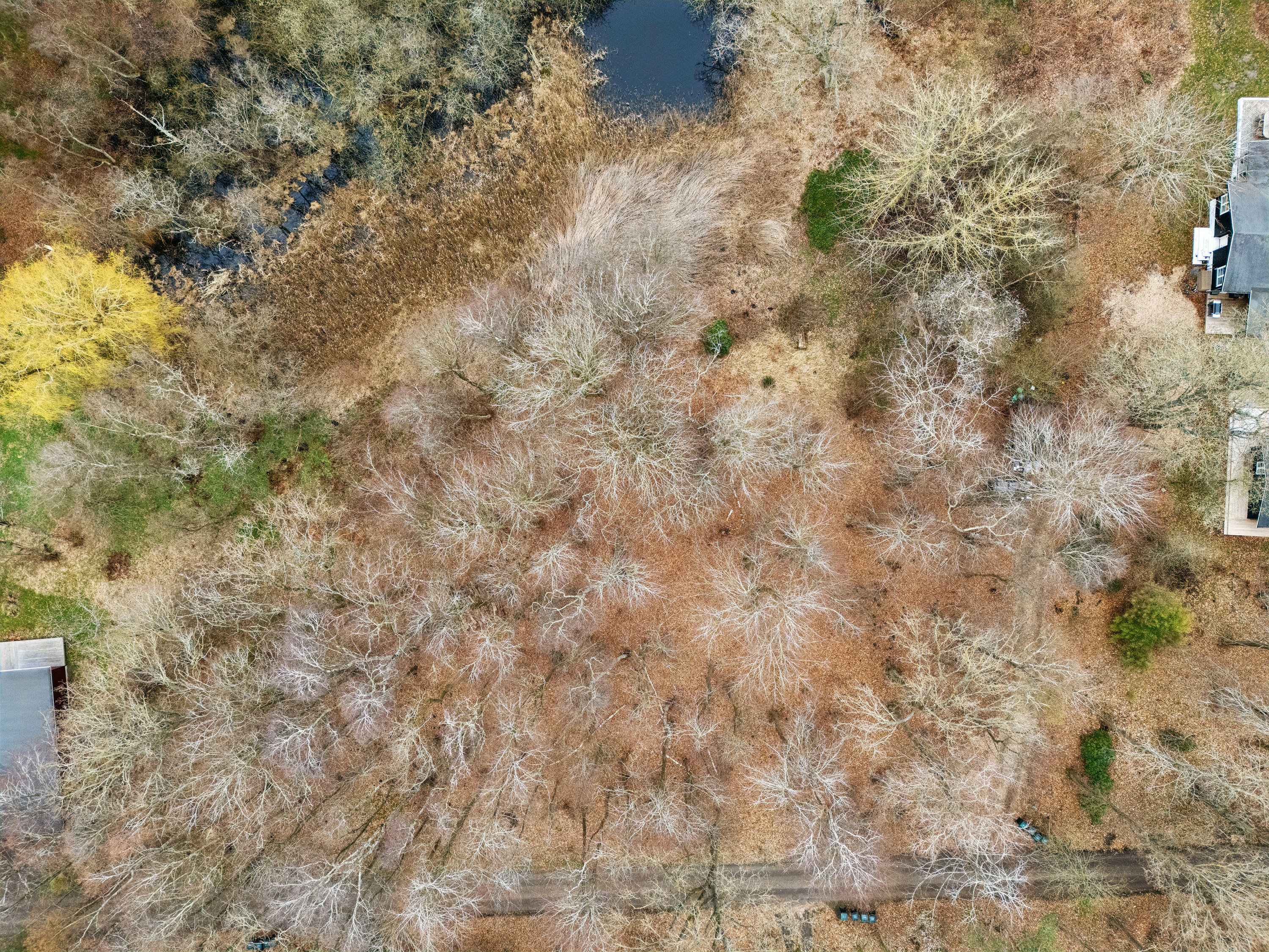 Fremhævet udendørs billede i fuldskærmstilstand. Billede af Knarbo Mose 3, Kårup Skov, 4540 Fårevejle