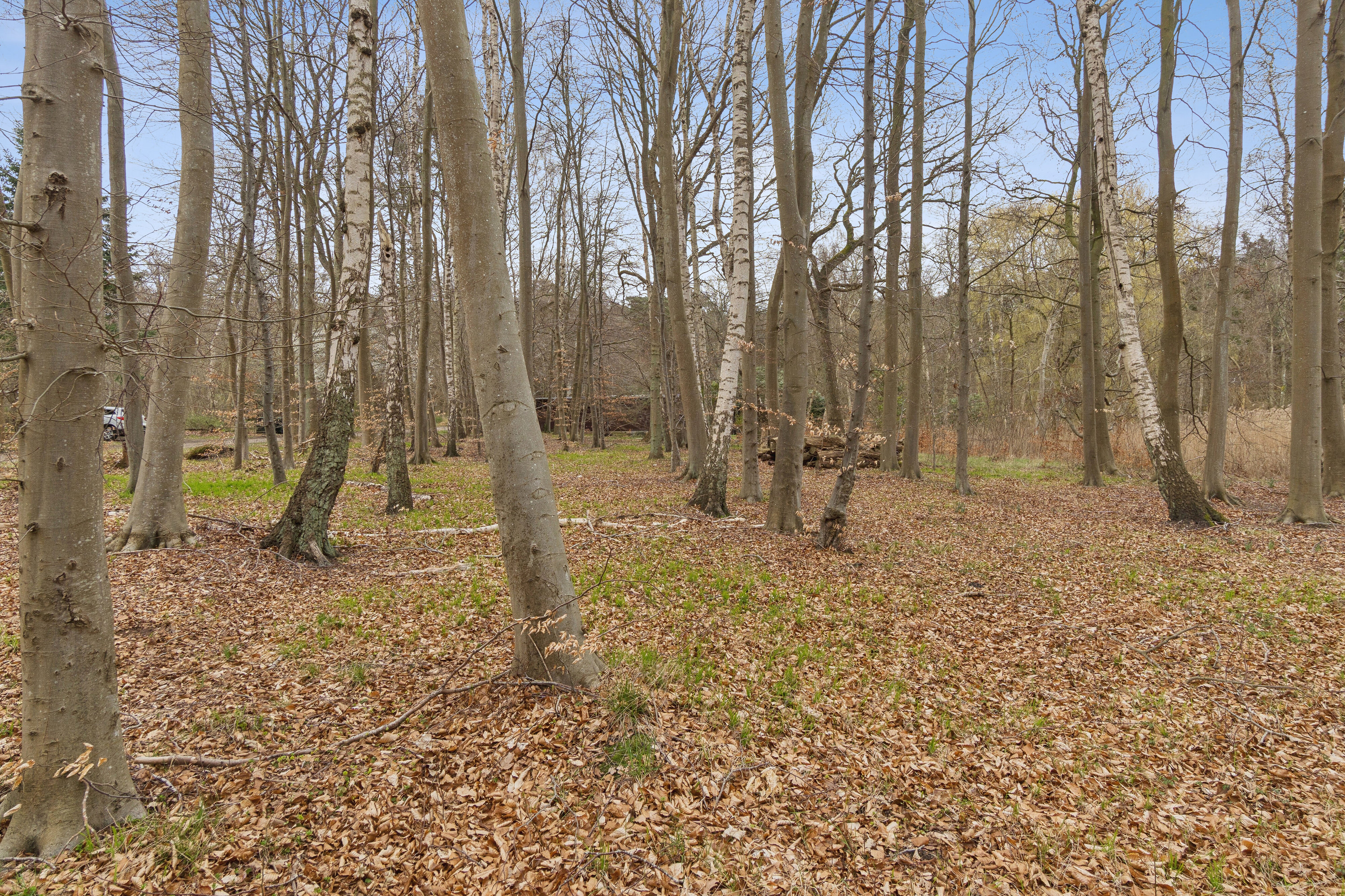 Fremhævet udsigt billede i fuldskærmstilstand. Billede af Knarbo Mose 3, Kårup Skov, 4540 Fårevejle