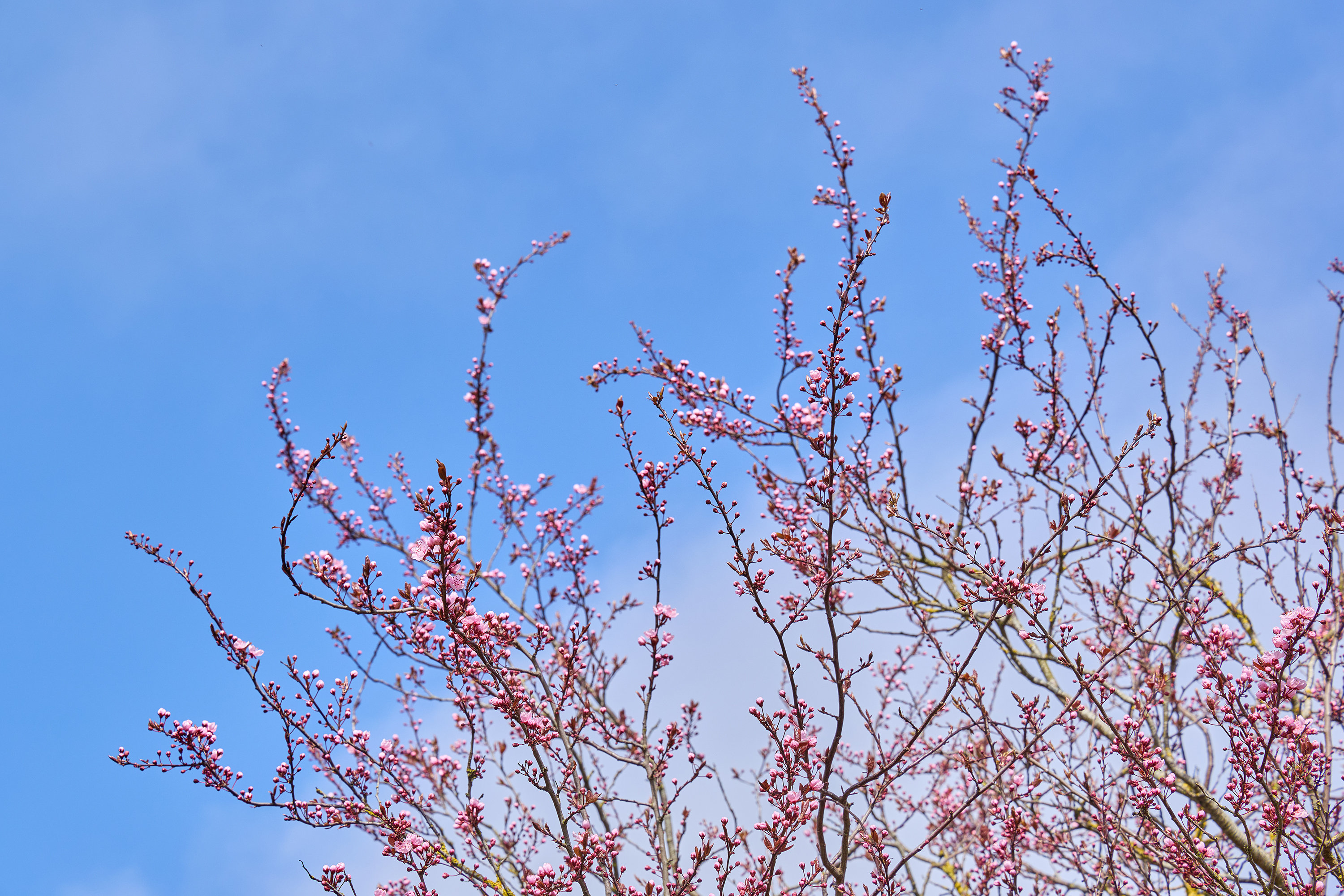 Fremhævet have billede i fuldskærmstilstand. Billede af Nyvej 3, Gerlev, 3630 Jægerspris