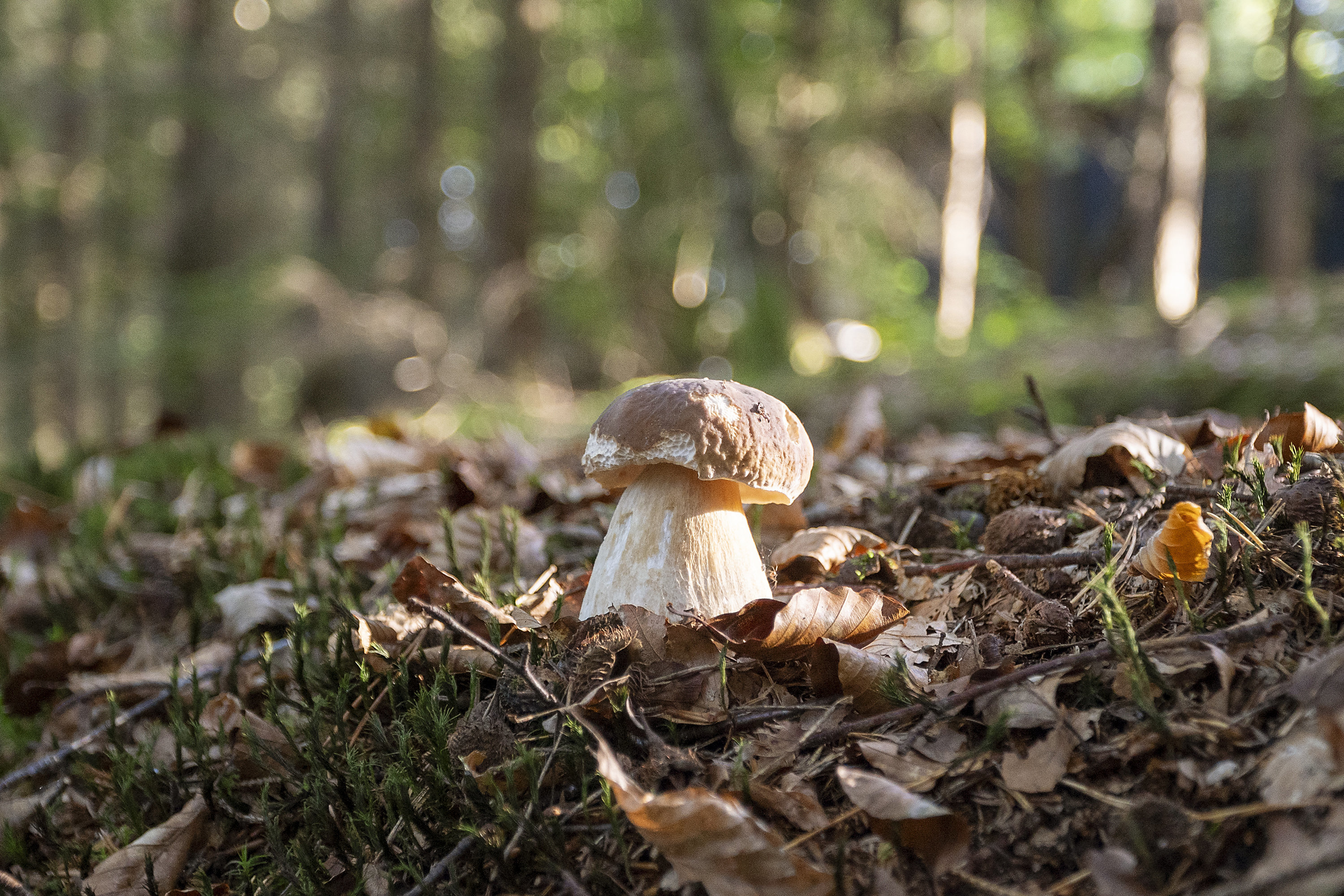 Fremhævet  billede i fuldskærmstilstand. Billede af Hedehusvej 14, Løgager, 8600 Silkeborg