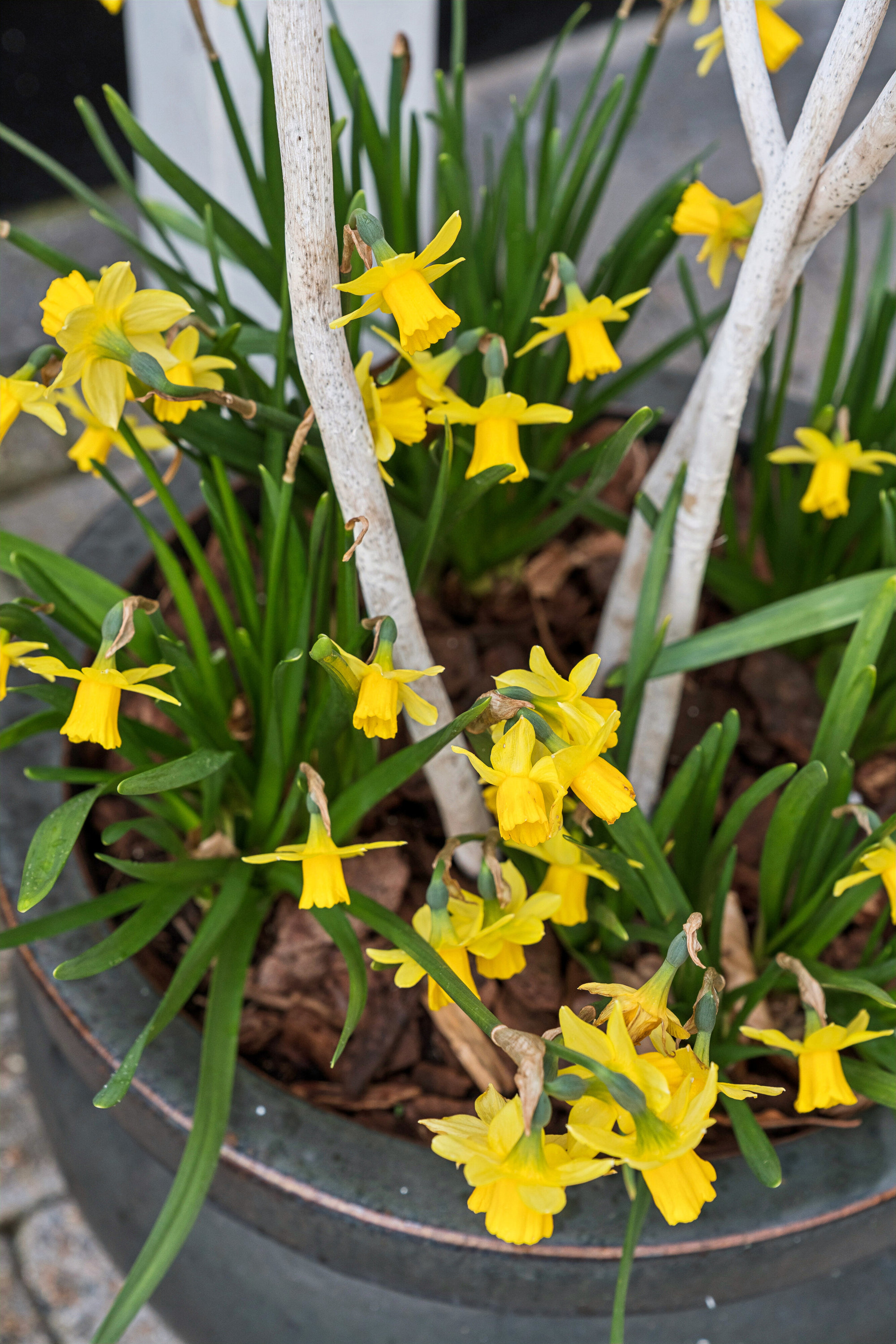 Fremhævet udendørs billede i fuldskærmstilstand. Billede af Løvlundvej 17, 7190 Billund