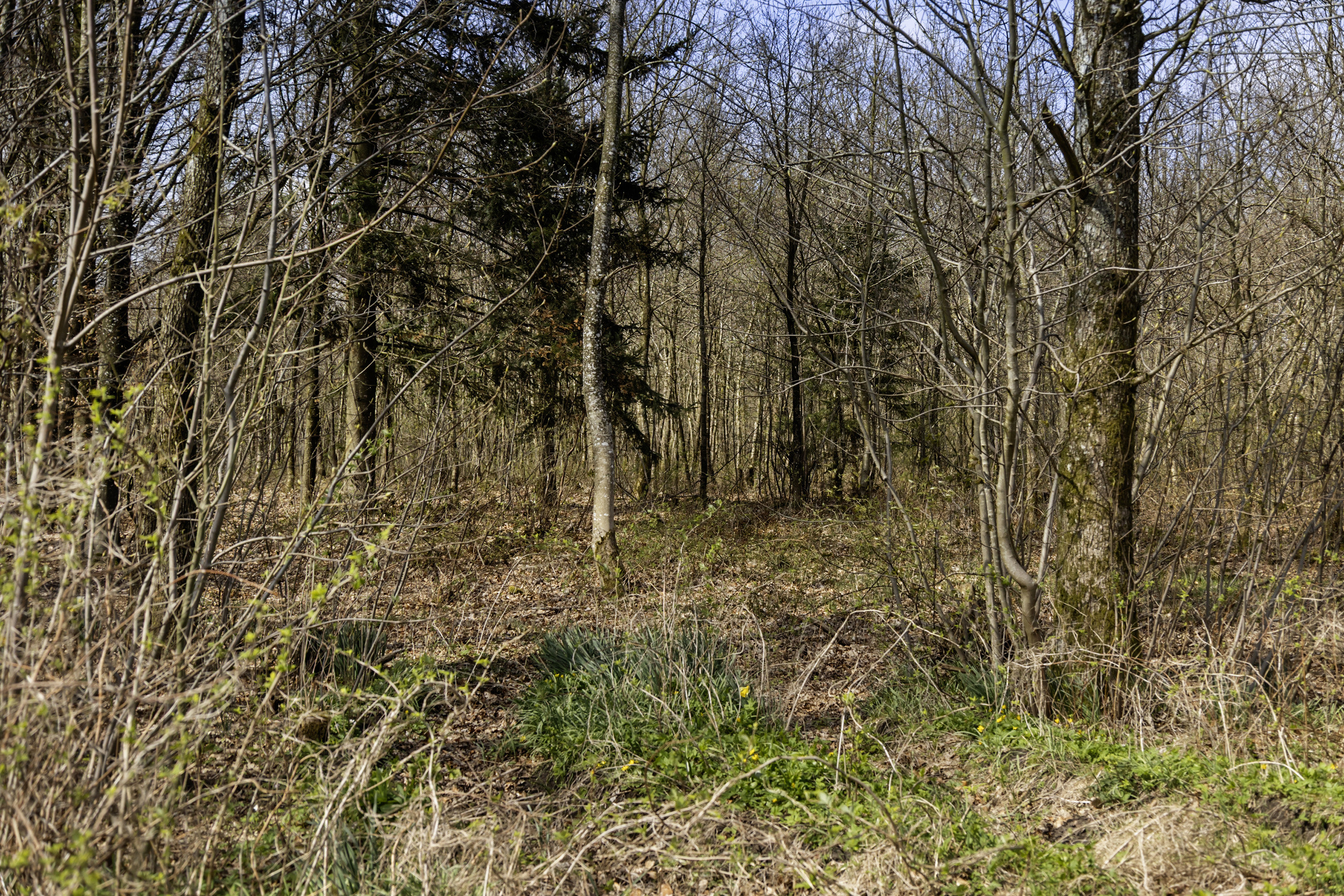 Fremhævet område billede i fuldskærmstilstand. Billede af Langbjergvej 2, 6621 Gesten