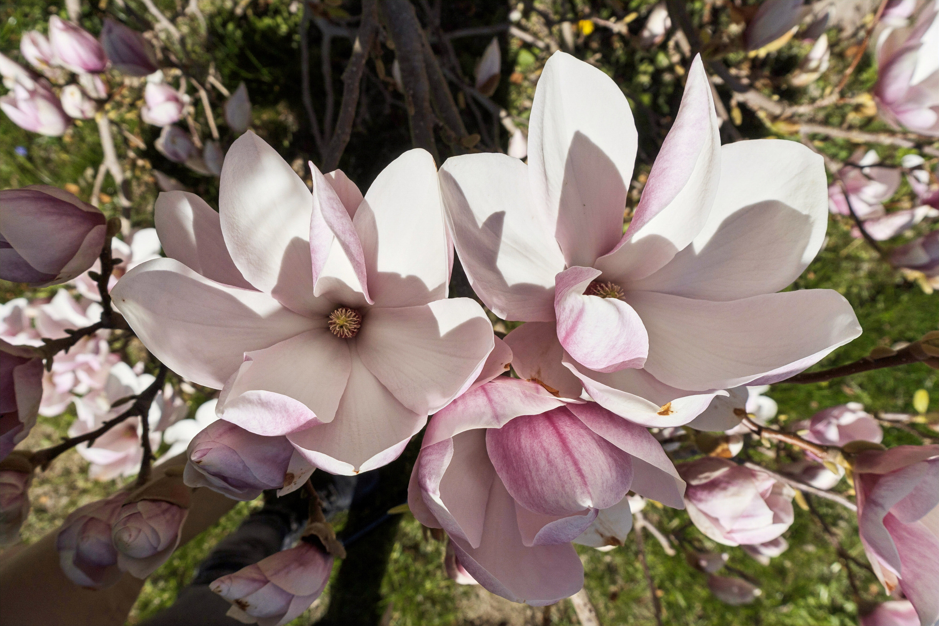 Fremhævet udendørs billede i fuldskærmstilstand. Billede af Buen 14, Tejn, 3770 Allinge