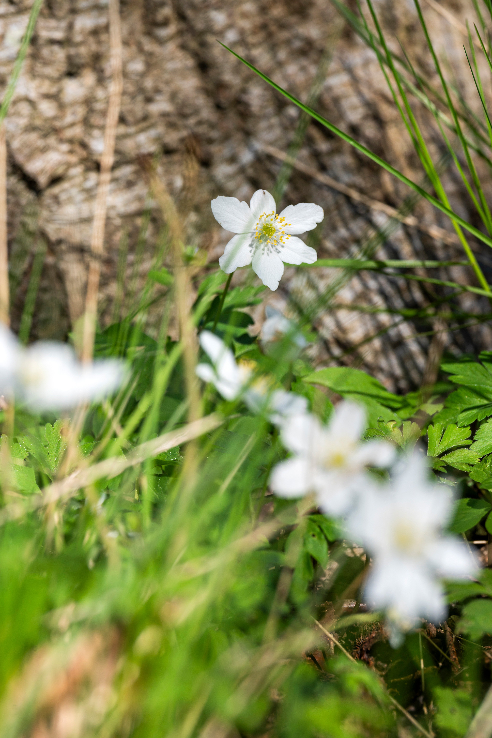 Fremhævet ejendommen billede i fuldskærmstilstand. Billede af Ralphs Vænge 24, 2950 Vedbæk