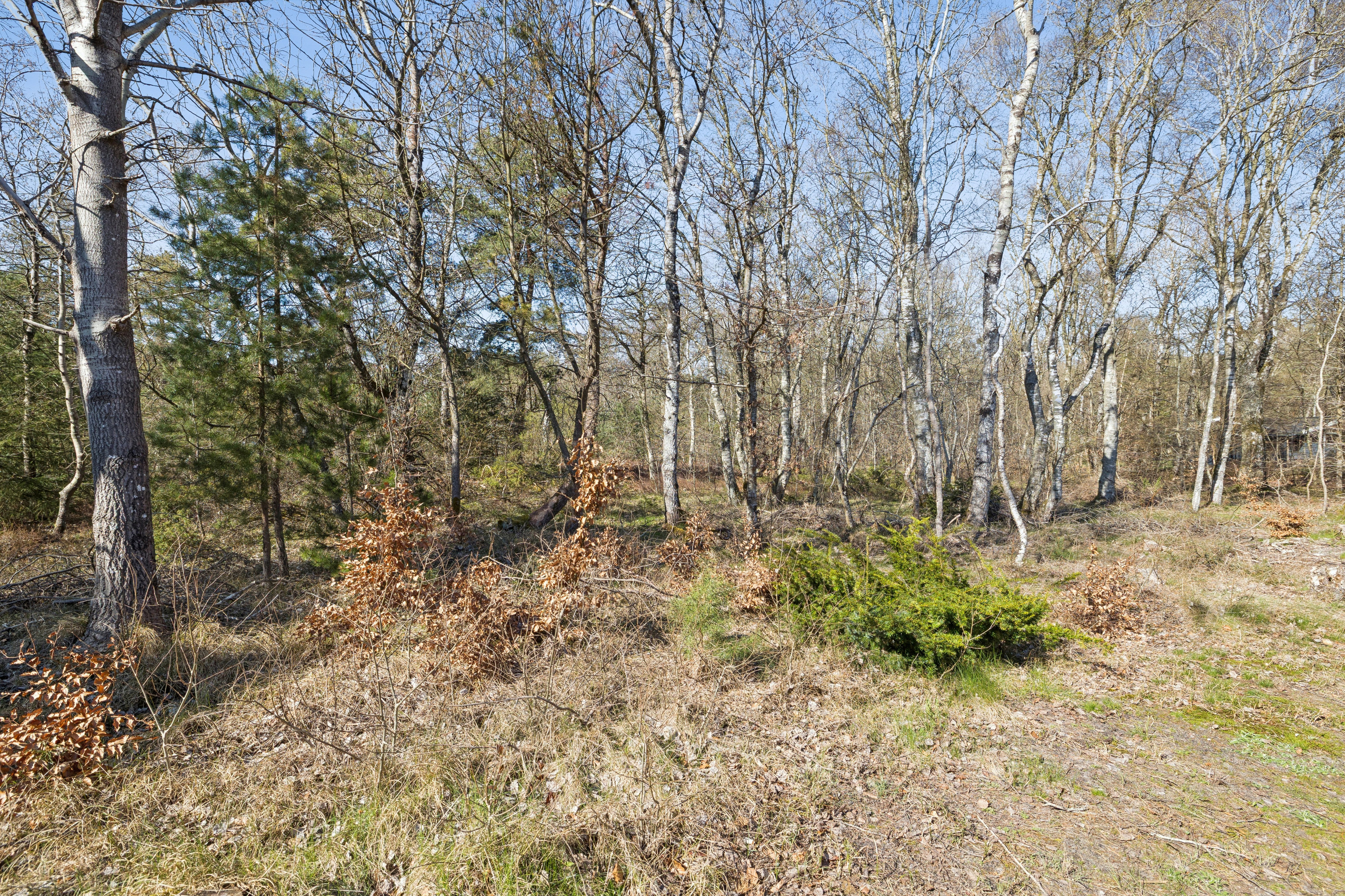Fremhævet  billede i fuldskærmstilstand. Billede af Odde Naturpark 37, Helberskov, 9560 Hadsund