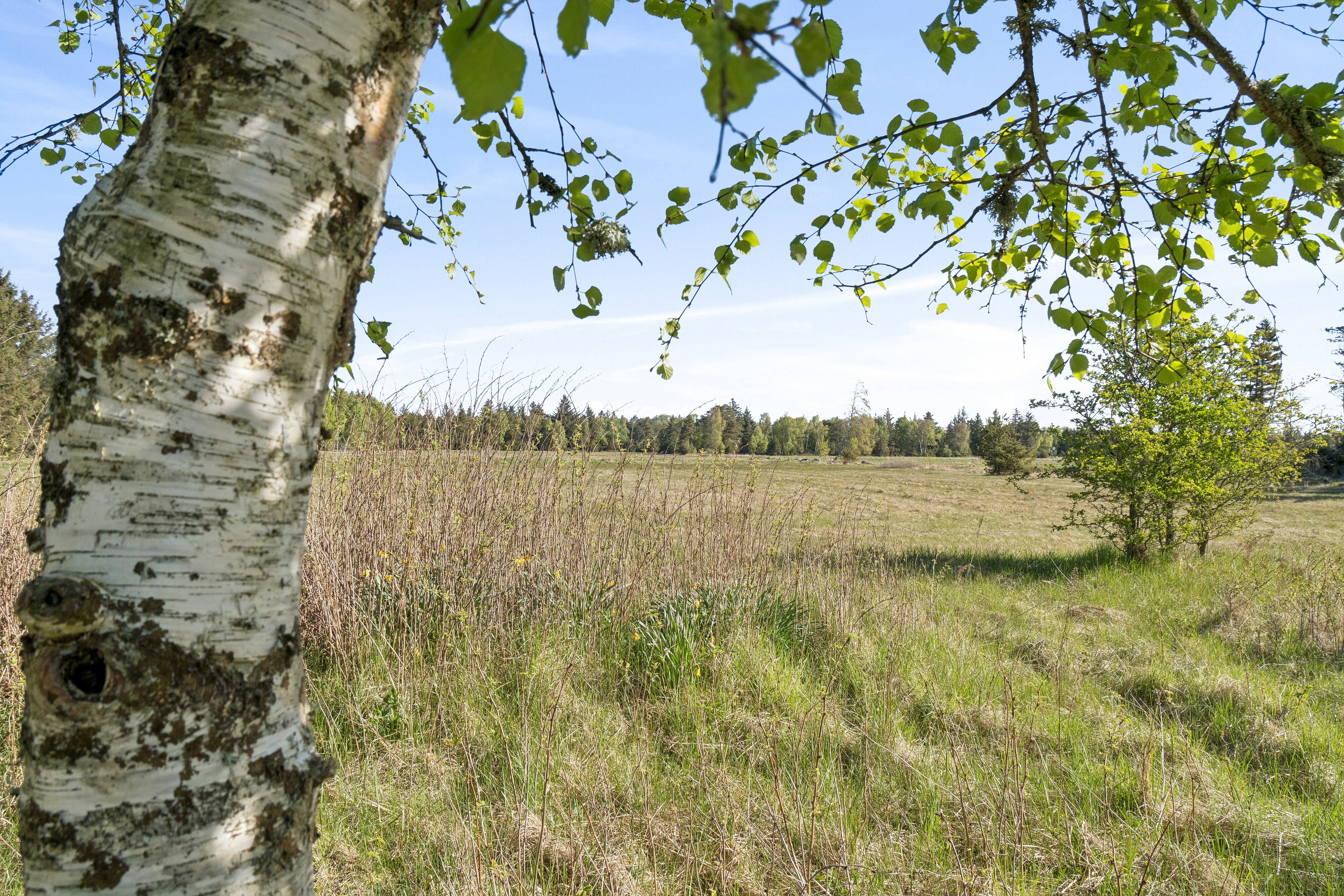 Fremhævet udendørs billede i fuldskærmstilstand. Billede af Skramvej 6, Tversted, 9881 Bindslev