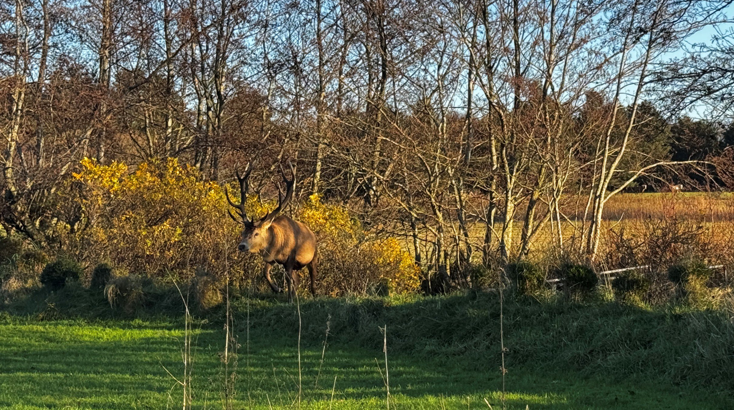 Grønnevej 15, 6857 Blåvand