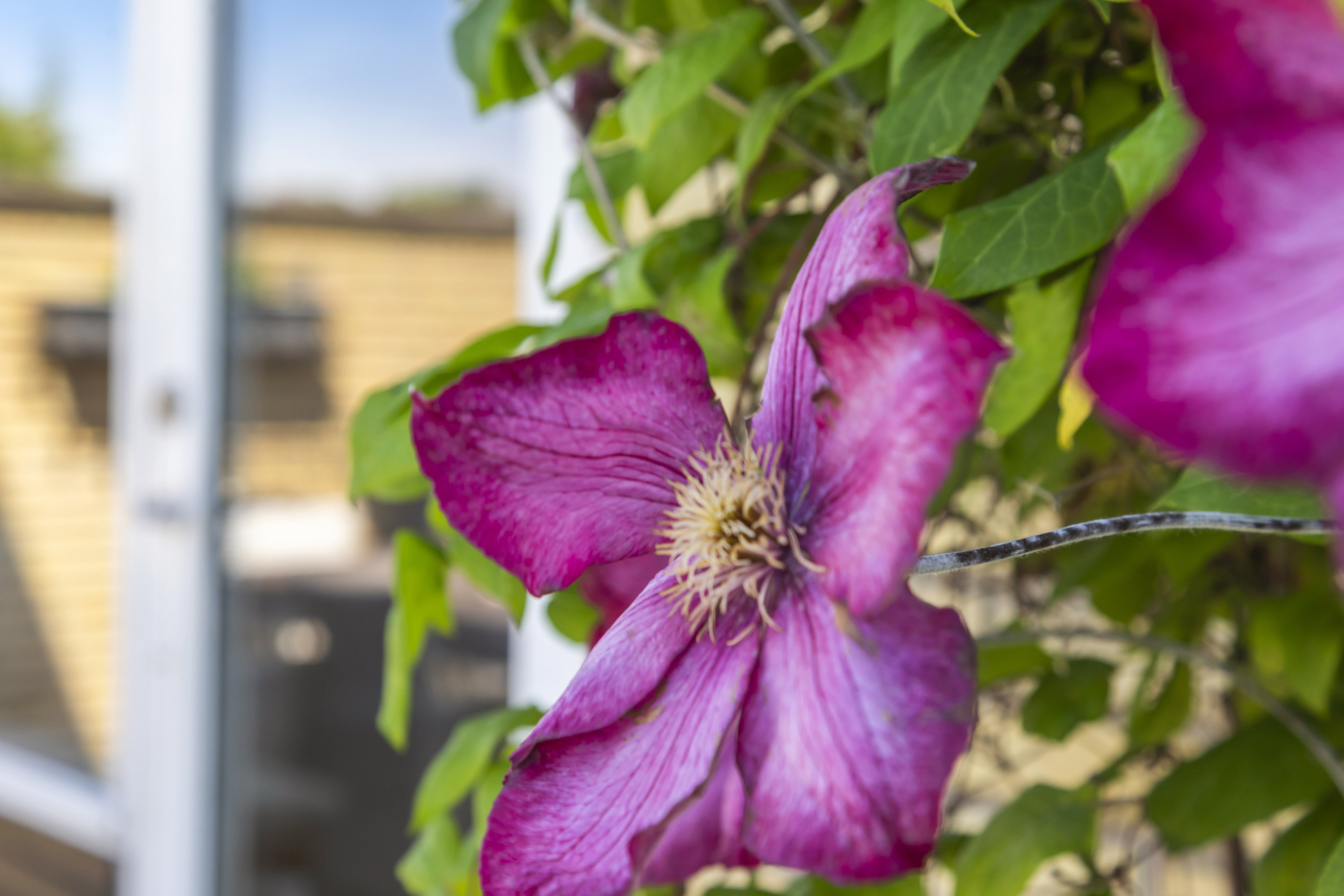 Fremhævet andet billede i fuldskærmstilstand. Billede af Kløvertoften 43, 2740 Skovlunde