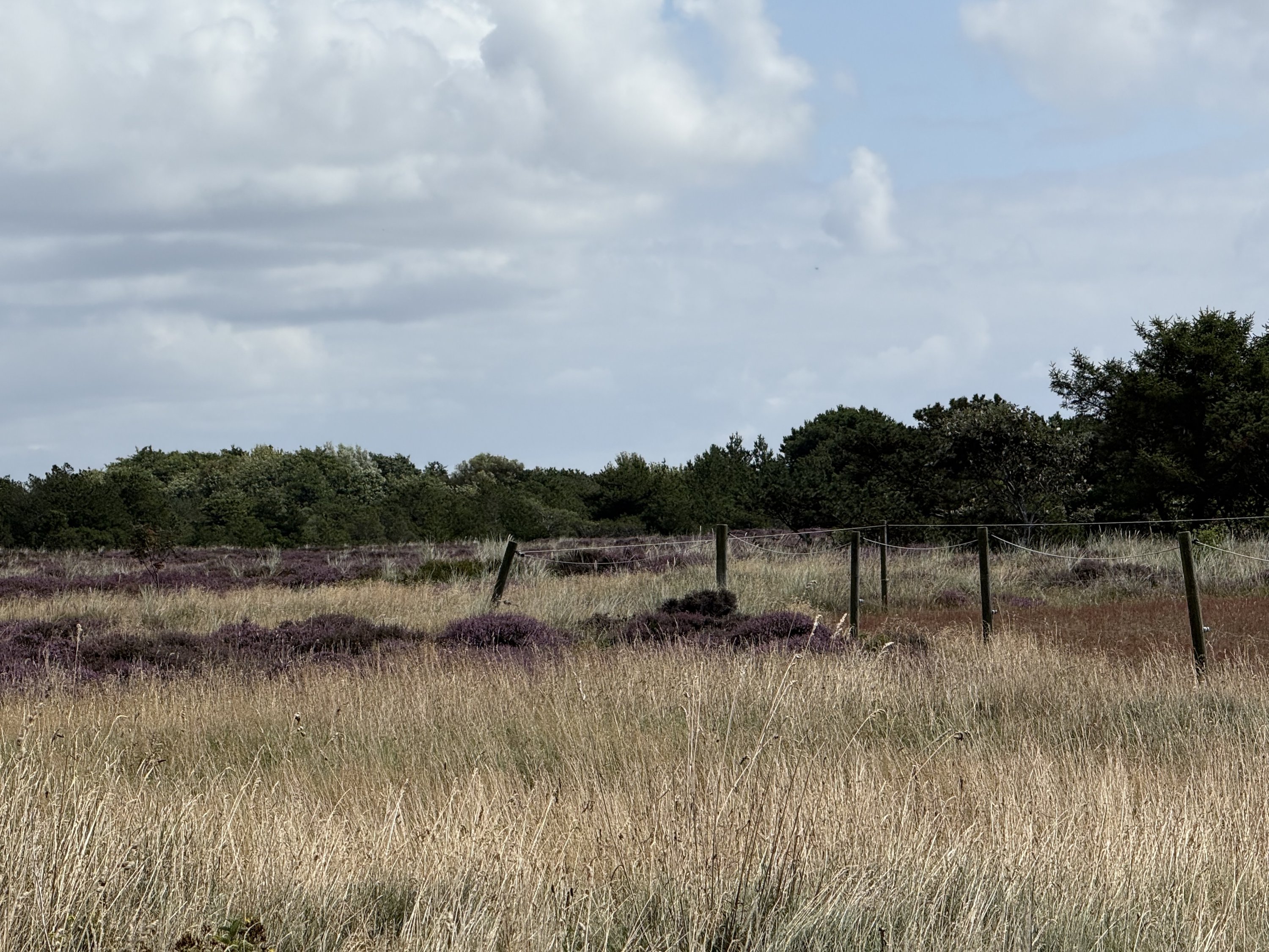 Fremhævet  billede i fuldskærmstilstand. Billede af Hæsset 5, Rindby, 6720 Fanø
