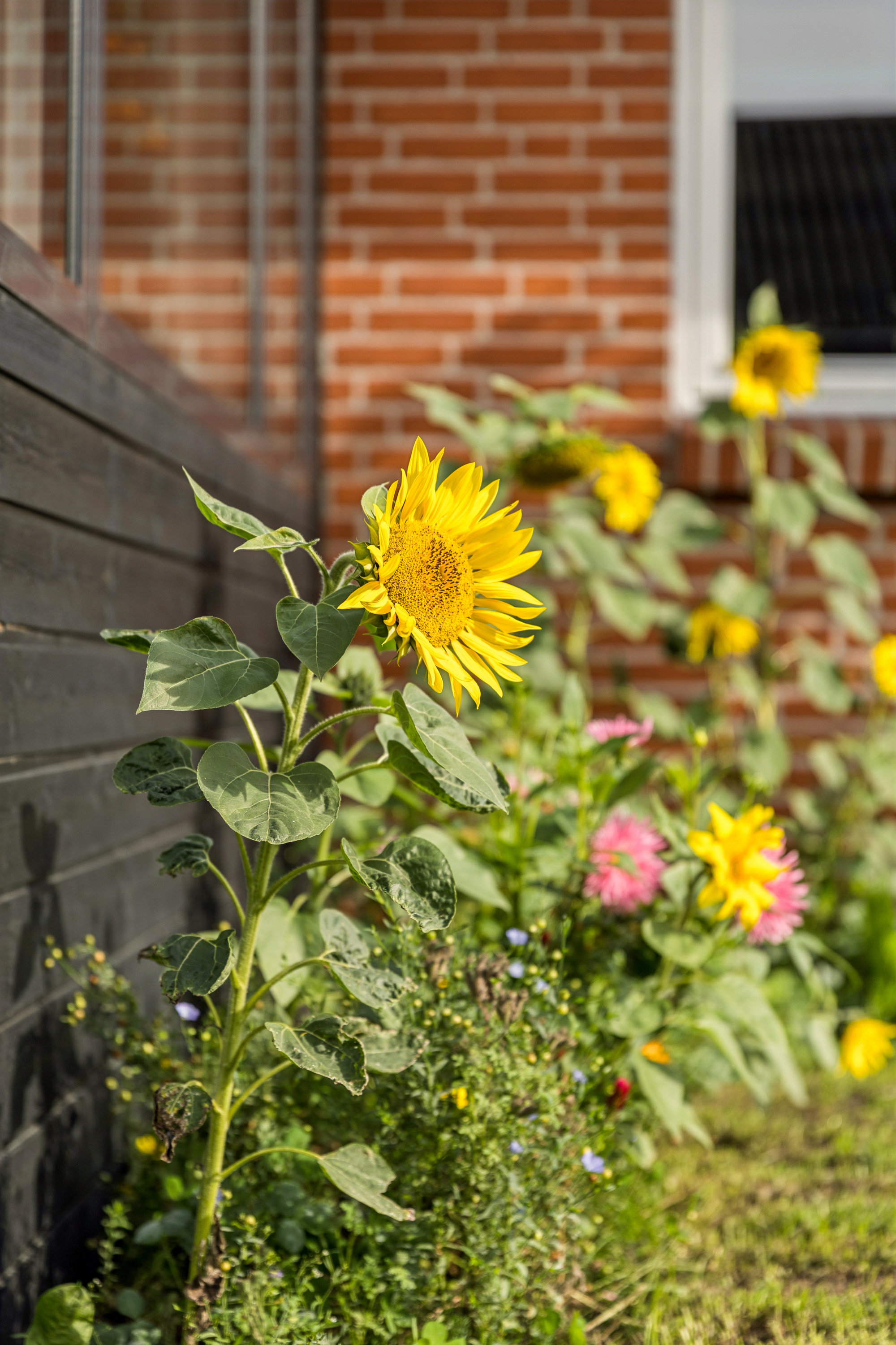 Fremhævet terrasse billede i fuldskærmstilstand. Billede af Havrevej 1, 8586 Ørum Djurs