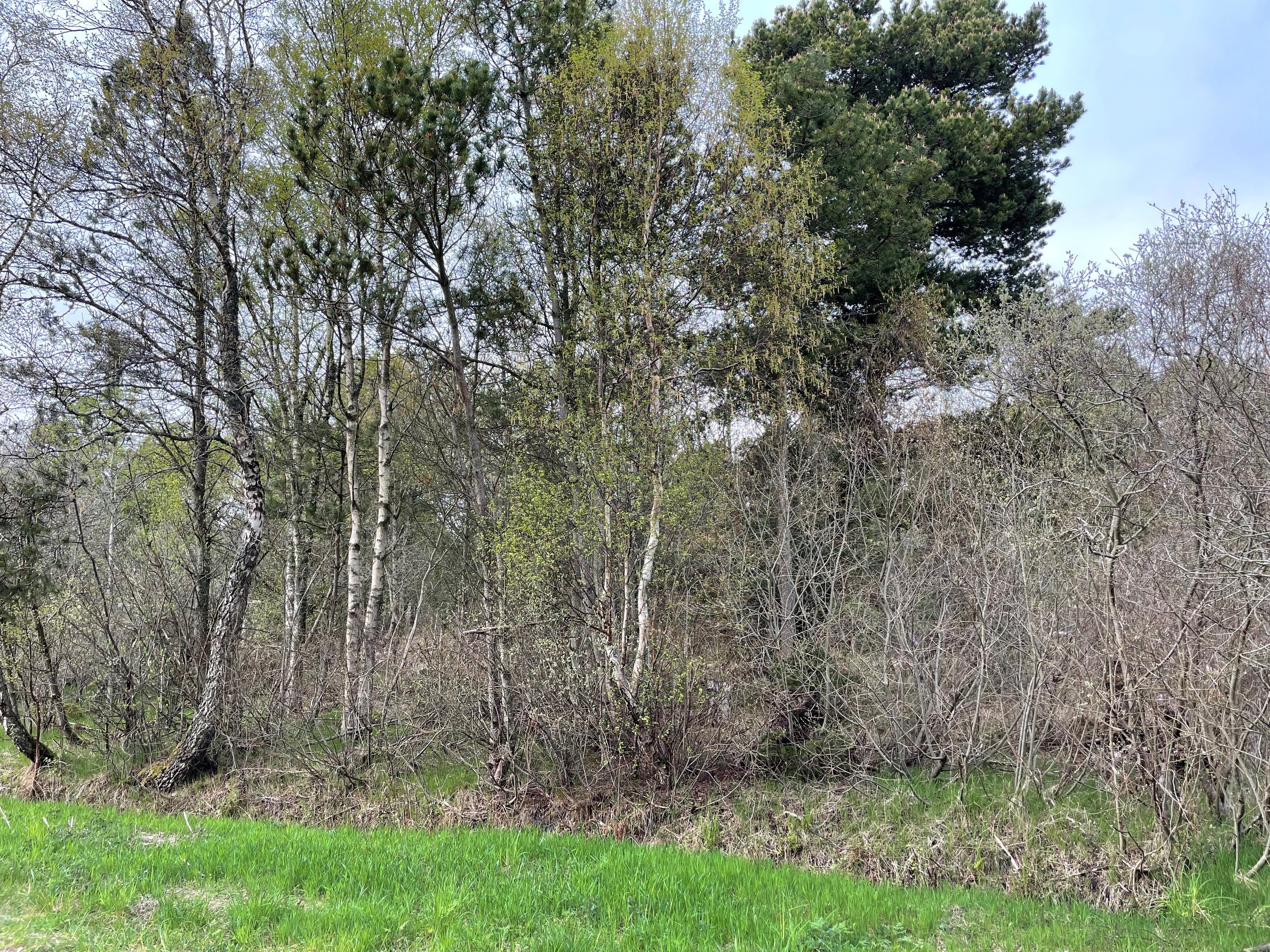 Miniaturebillede 1: grund. Billede af Musvågevej 68, Lodskovvad, 9982 Ålbæk