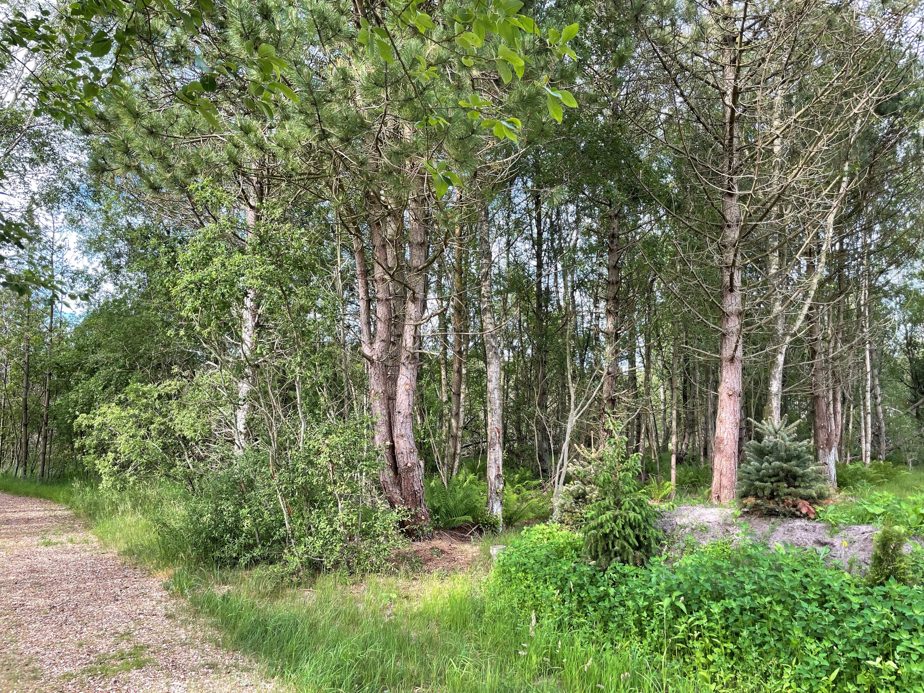 Miniaturebillede 2: grund. Billede af Musvågevej 58, Lodskovvad, 9982 Ålbæk