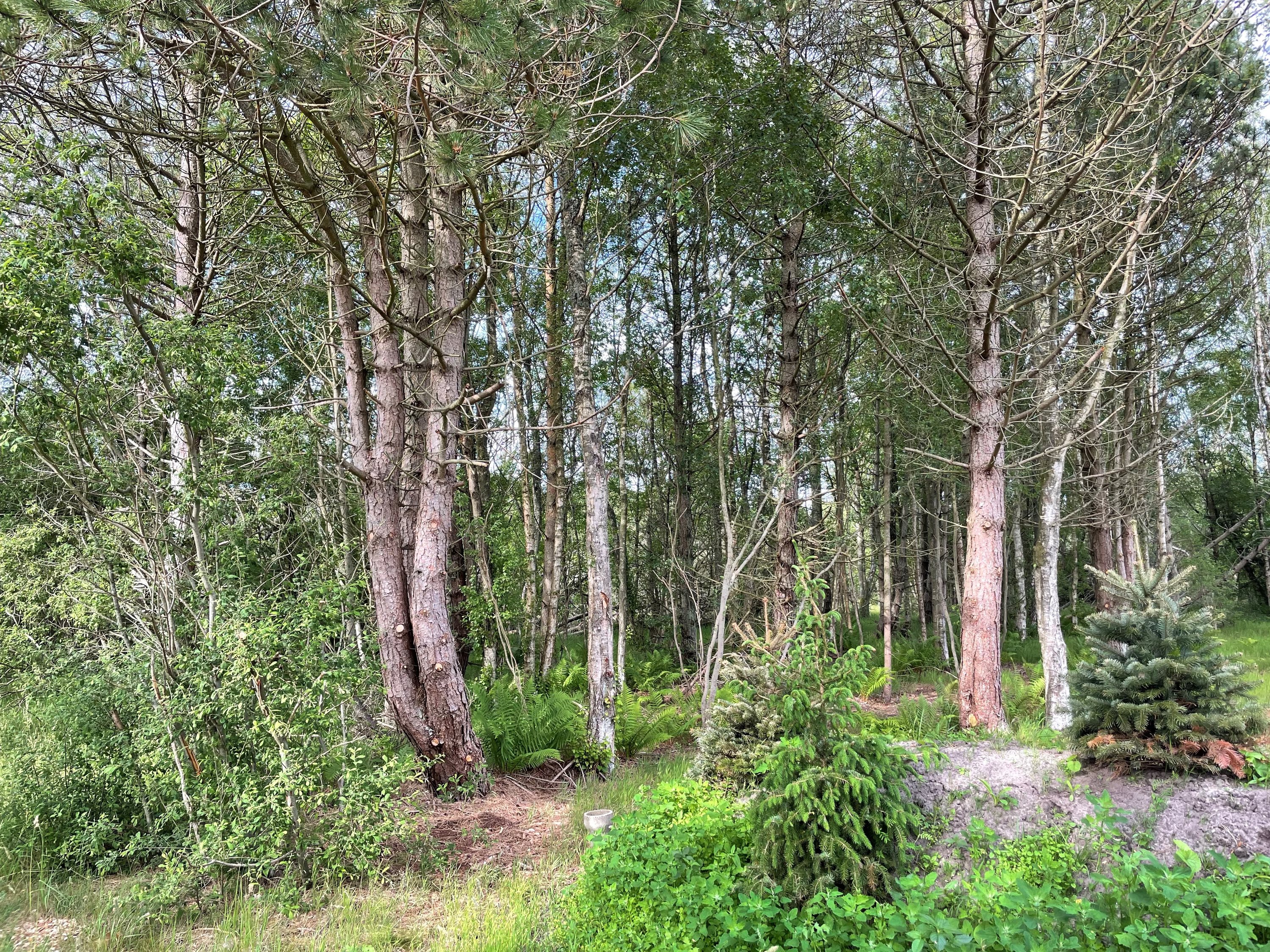 Fremhævet grund billede i fuldskærmstilstand. Billede af Musvågevej 58, Lodskovvad, 9982 Ålbæk