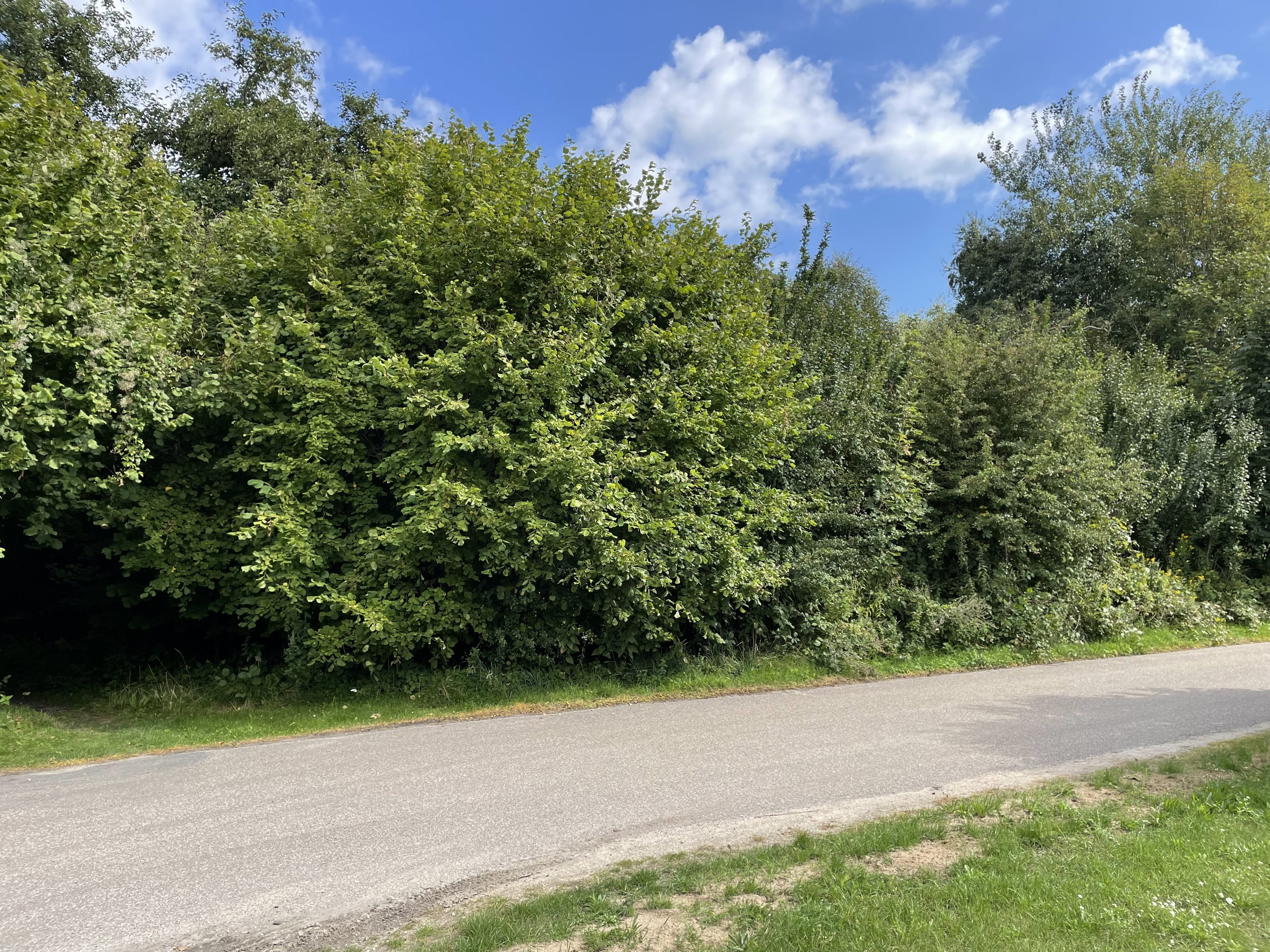 Fremhævet grund billede i fuldskærmstilstand. Billede af Sortevej 25, Gedesby, 4874 Gedser