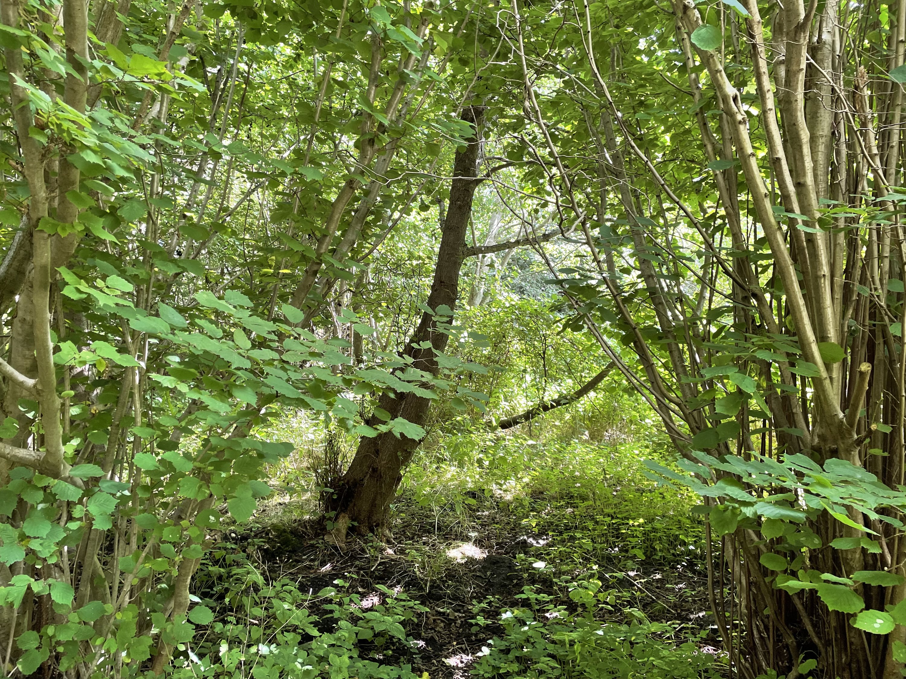 Miniaturebillede 1: grund. Billede af Sortevej 25, Gedesby, 4874 Gedser