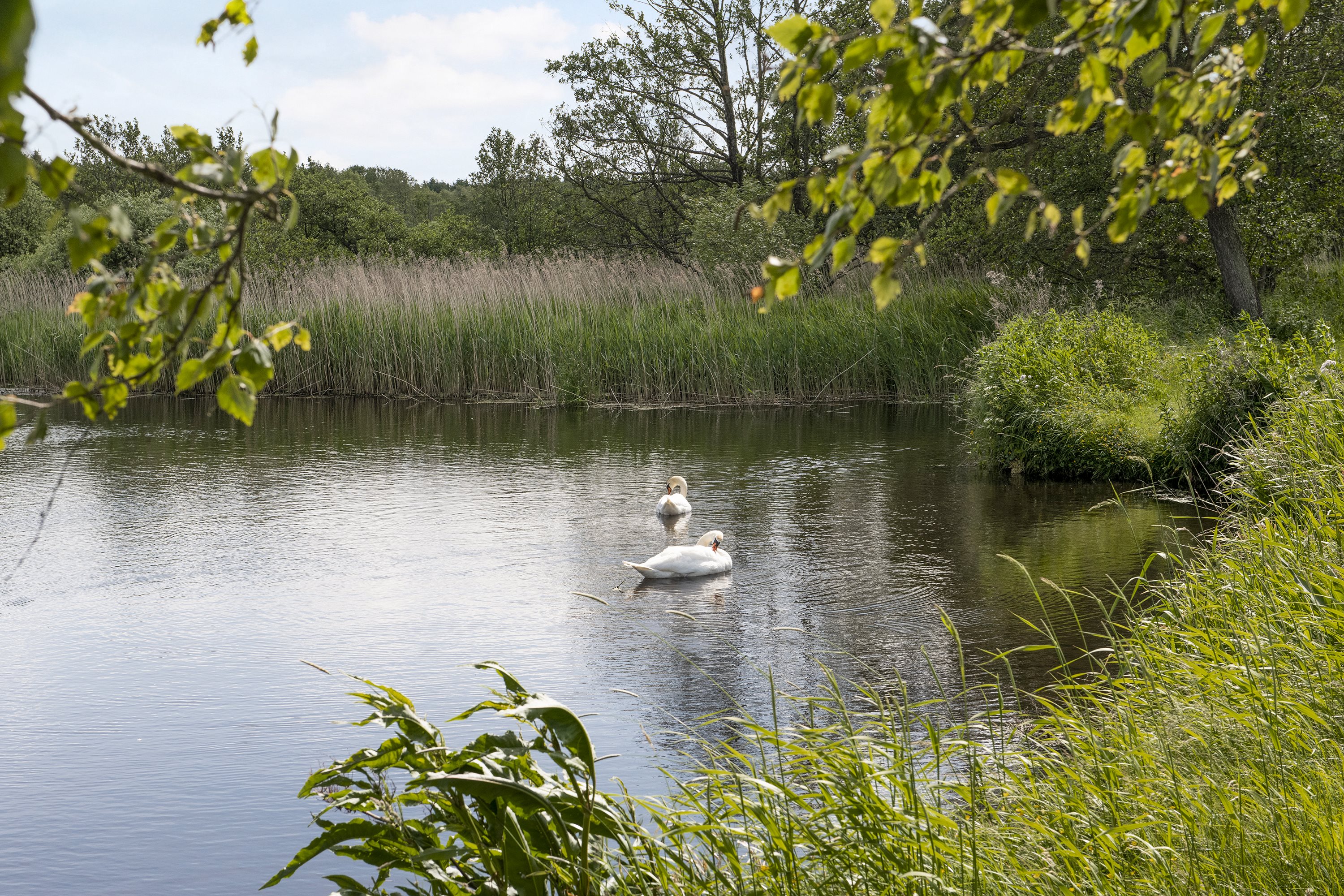 Fremhævet andet billede i fuldskærmstilstand. Billede af Valmuen 3, 9575 Terndrup