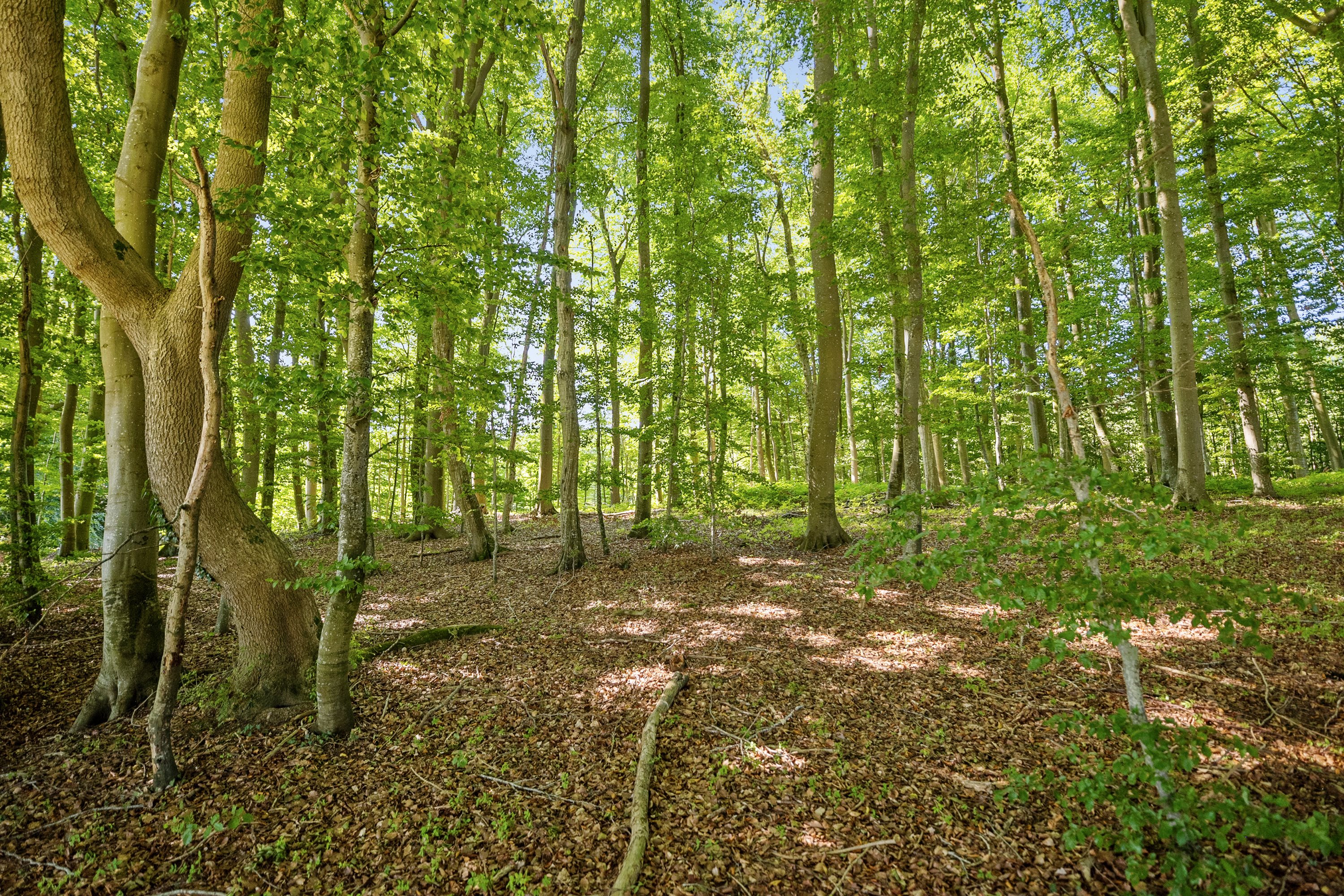 Fremhævet andet billede i fuldskærmstilstand. Billede af Skovhøjen 19, Hejsager Strandblik - Grund 12, 6100 Haderslev
