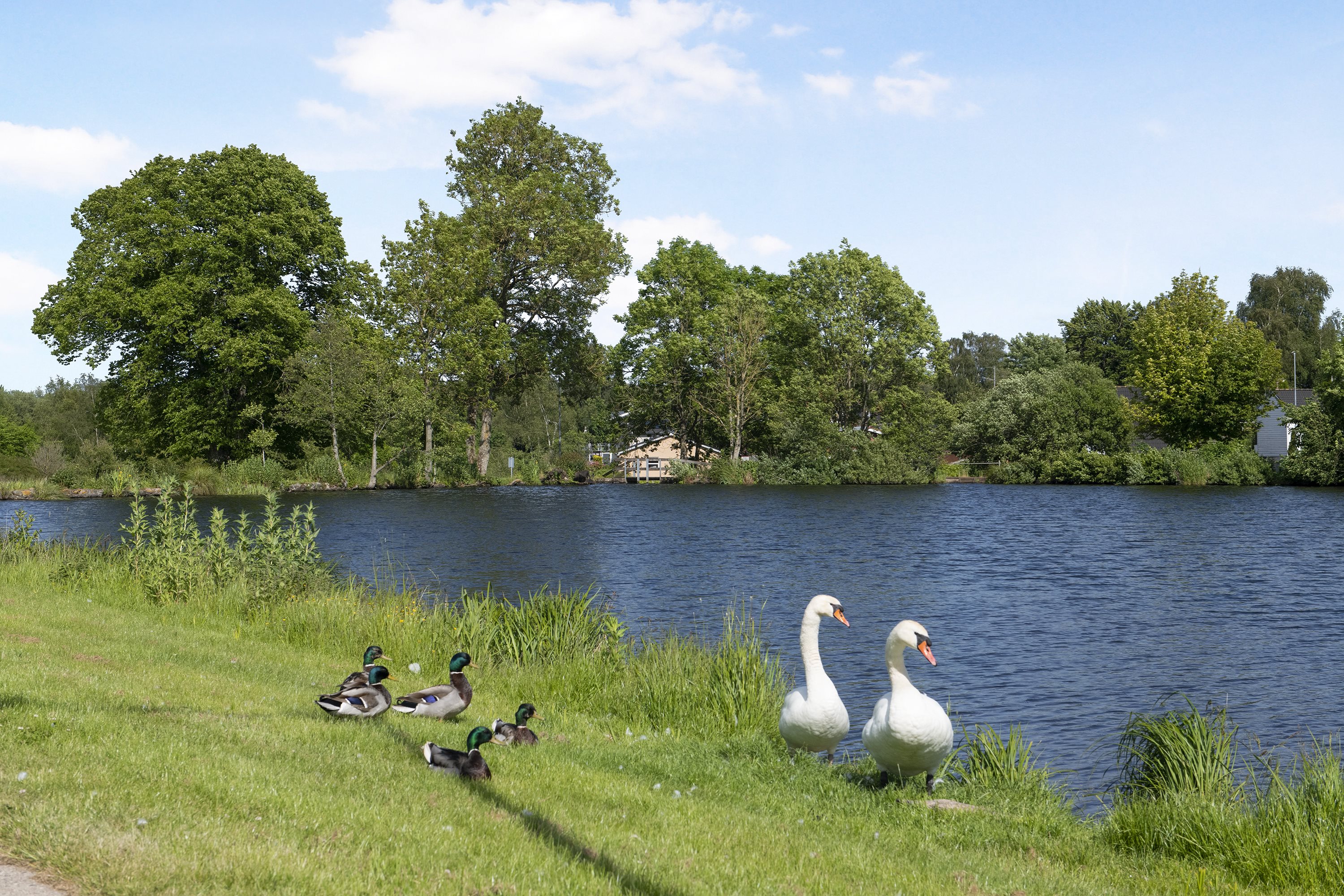 Fremhævet andet billede i fuldskærmstilstand. Billede af Valmuen 1, 9575 Terndrup