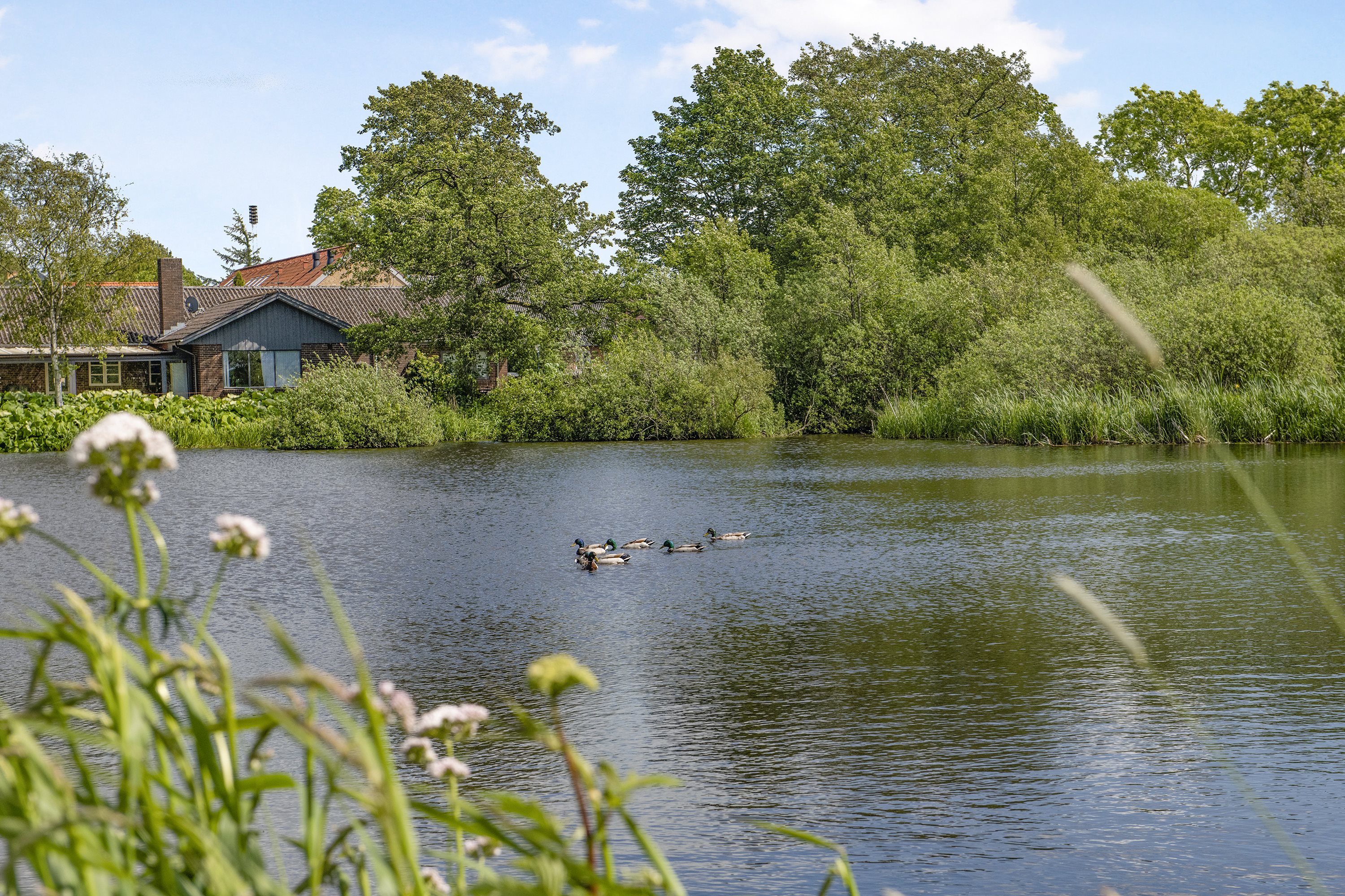 Fremhævet andet billede i fuldskærmstilstand. Billede af Valmuen 1, 9575 Terndrup