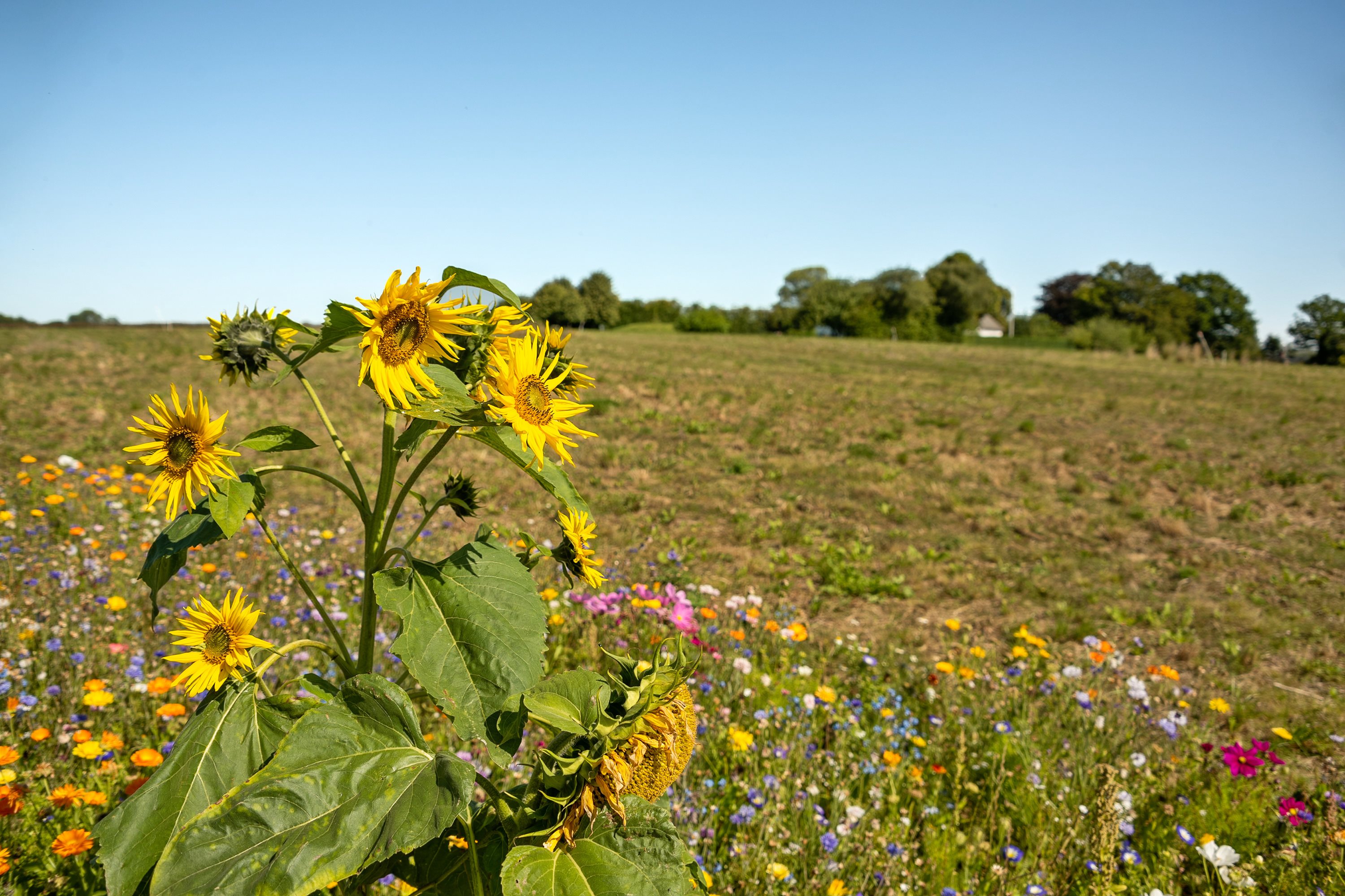Fremhævet andet billede i fuldskærmstilstand. Billede af Skovhøjen 16, Hejsager Strandblik - Grund 8, 6100 Haderslev