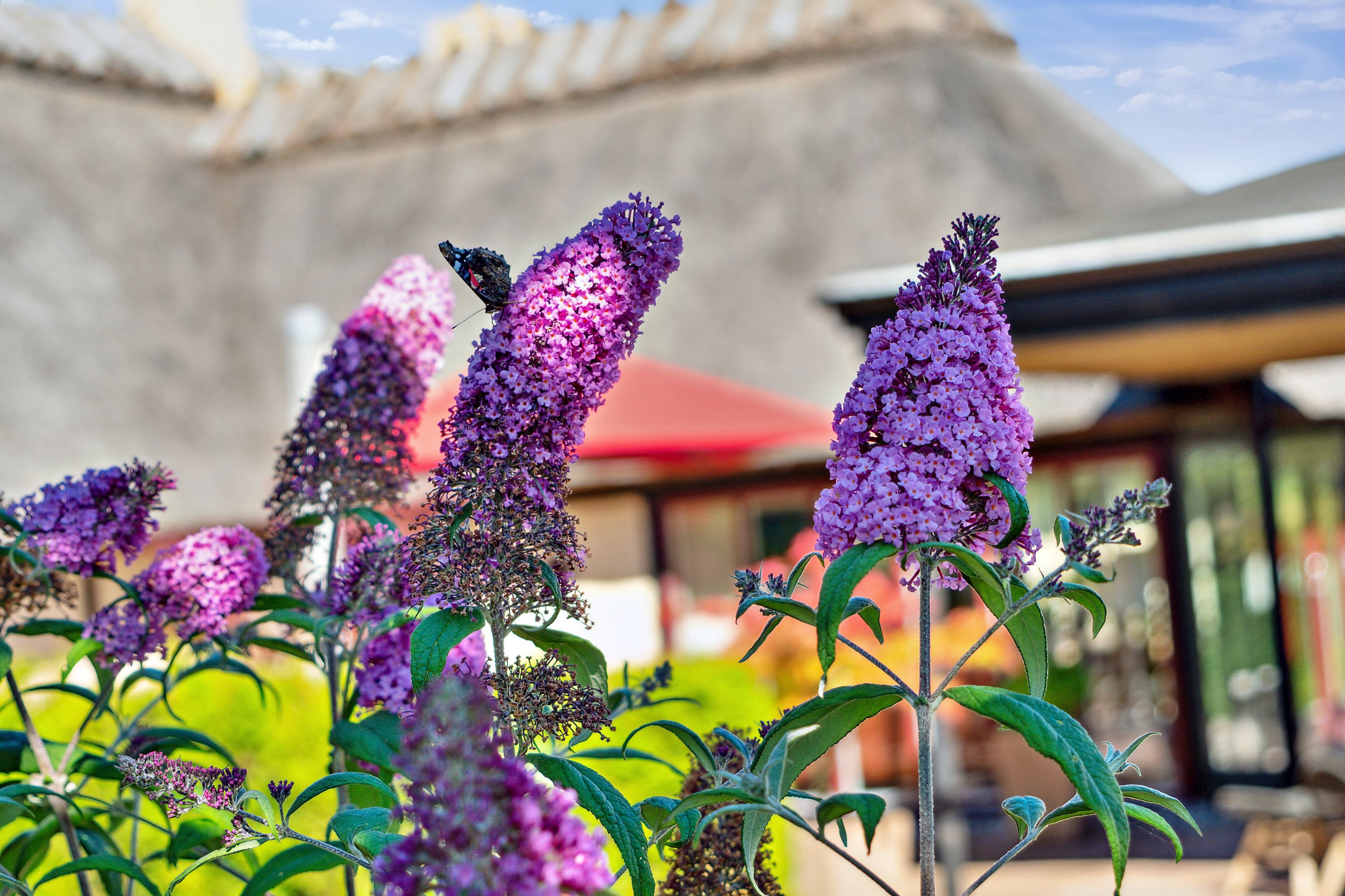 Fremhævet udendørs billede i fuldskærmstilstand. Billede af Næbvej 25, 4720 Præstø