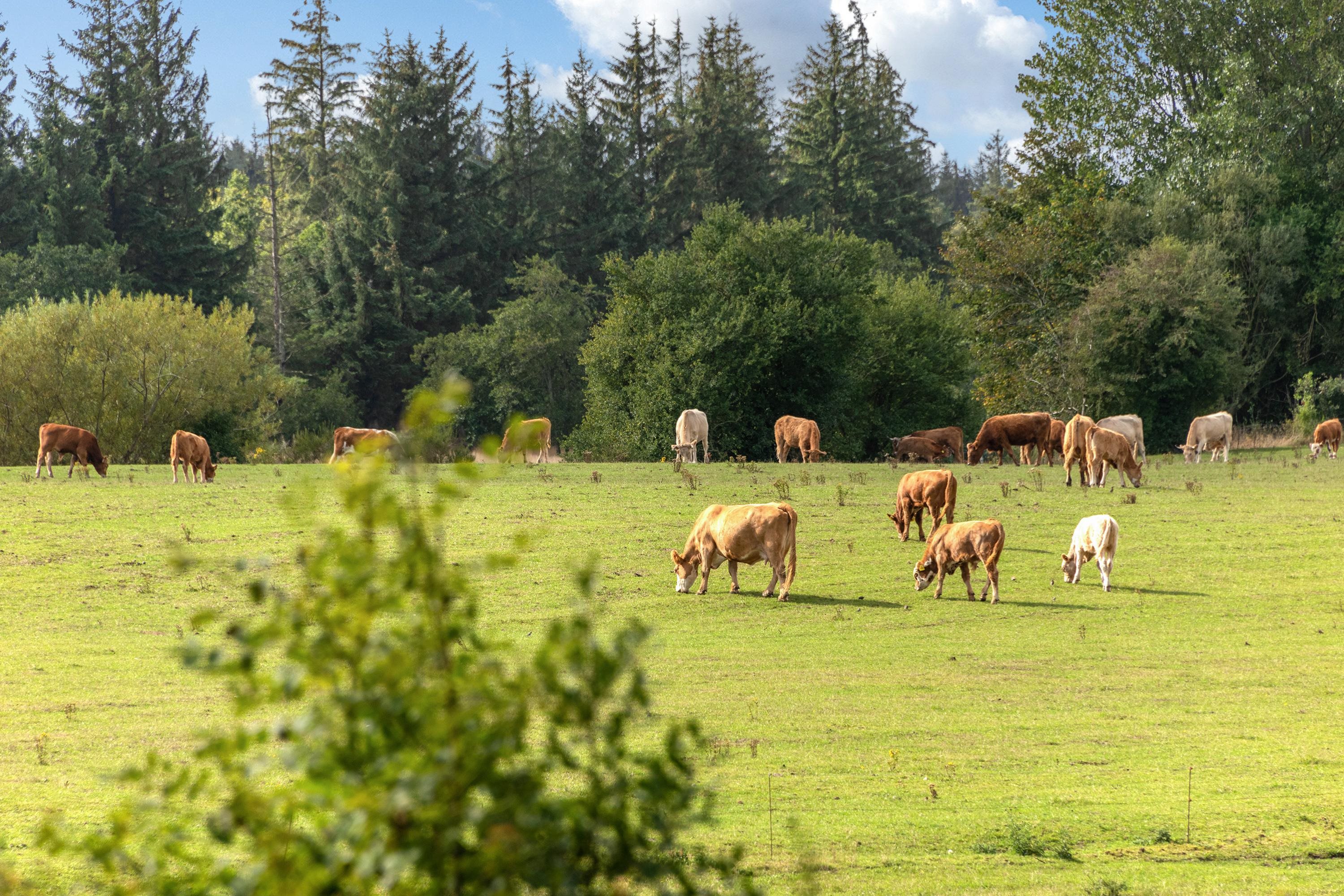 Fremhævet område billede i fuldskærmstilstand. Billede af Øster Løgumvej 62, Ø Løgum Mark, 6230 Rødekro