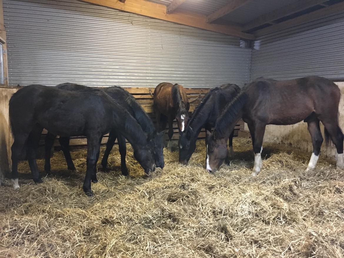 Fremhævet andet billede i fuldskærmstilstand. Billede af Ribevej 30, Bremmerholm, 6230 Rødekro