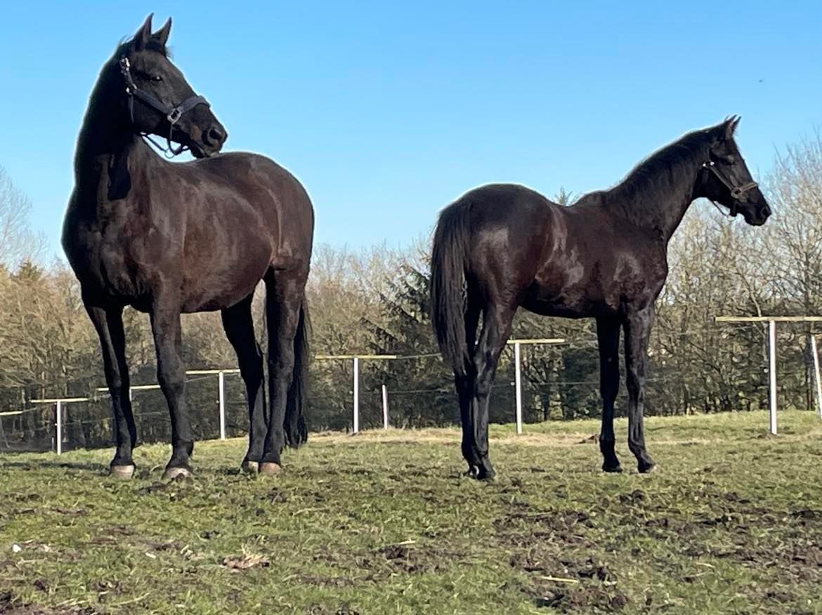 Fremhævet andet billede i fuldskærmstilstand. Billede af Ribevej 30, Bremmerholm, 6230 Rødekro