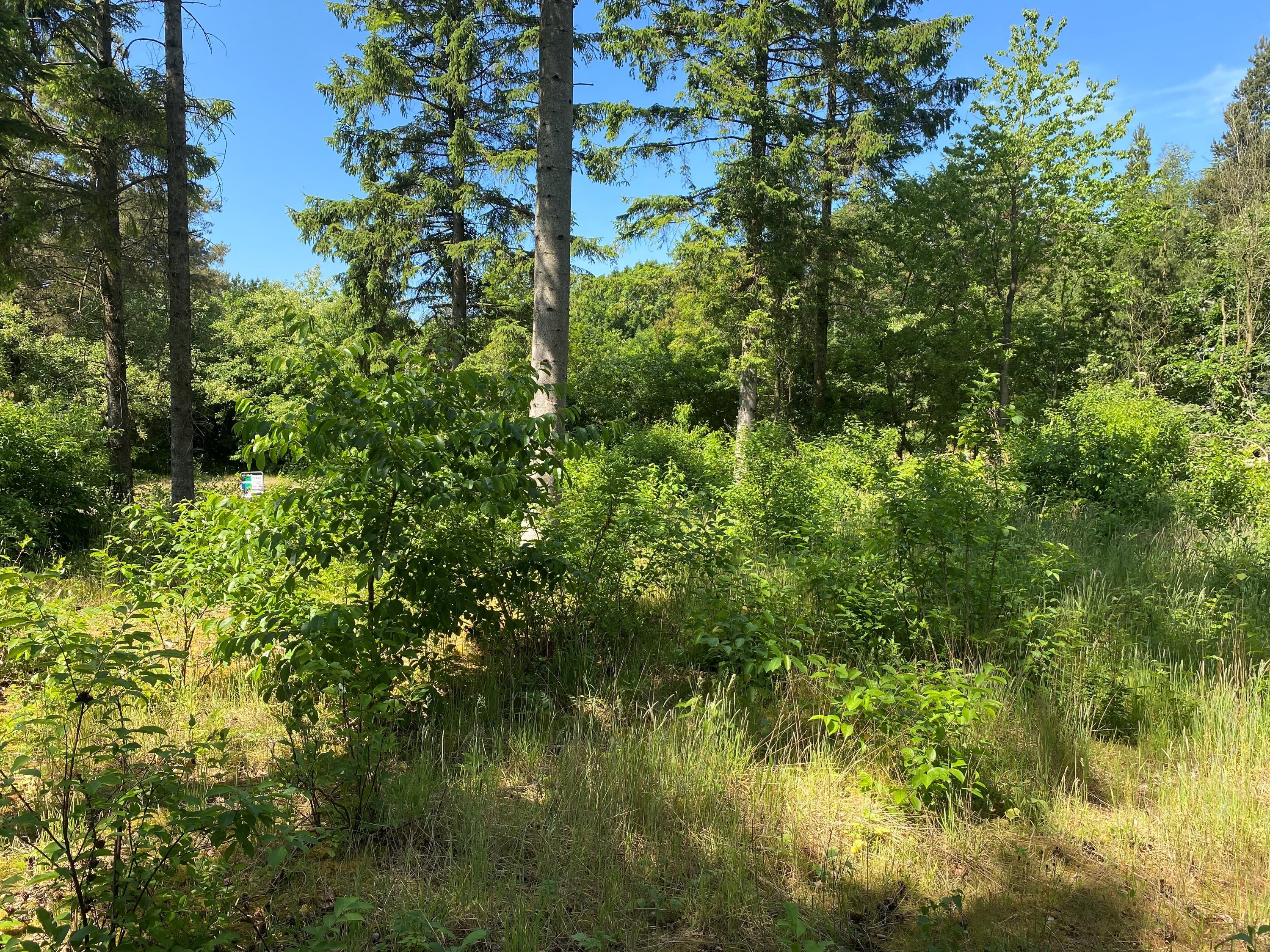 Fremhævet grund billede i fuldskærmstilstand. Billede af Kjeldhøj 44, Ertebølle, 9640 Farsø