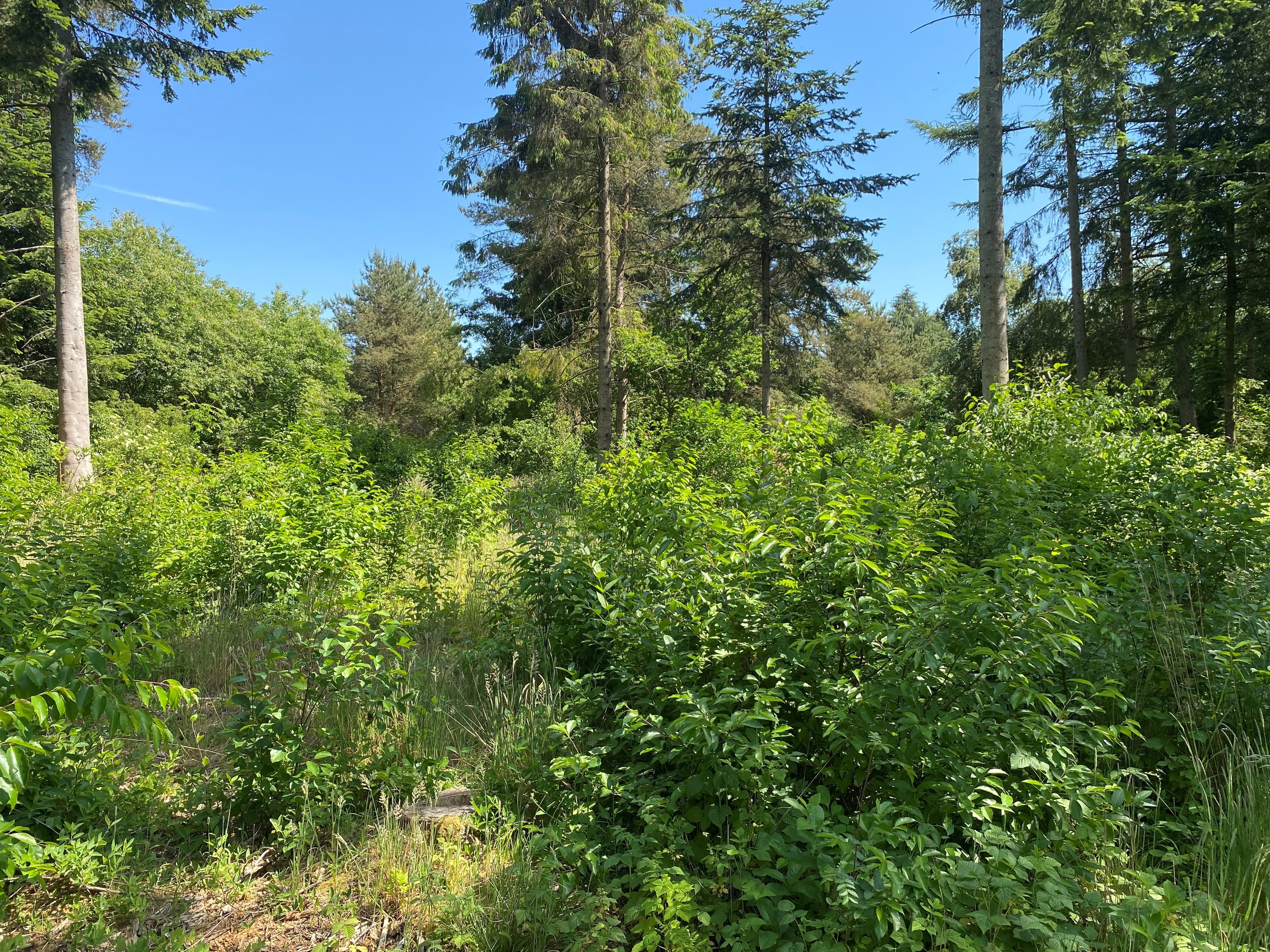 Fremhævet grund billede i fuldskærmstilstand. Billede af Kjeldhøj 44, Ertebølle, 9640 Farsø