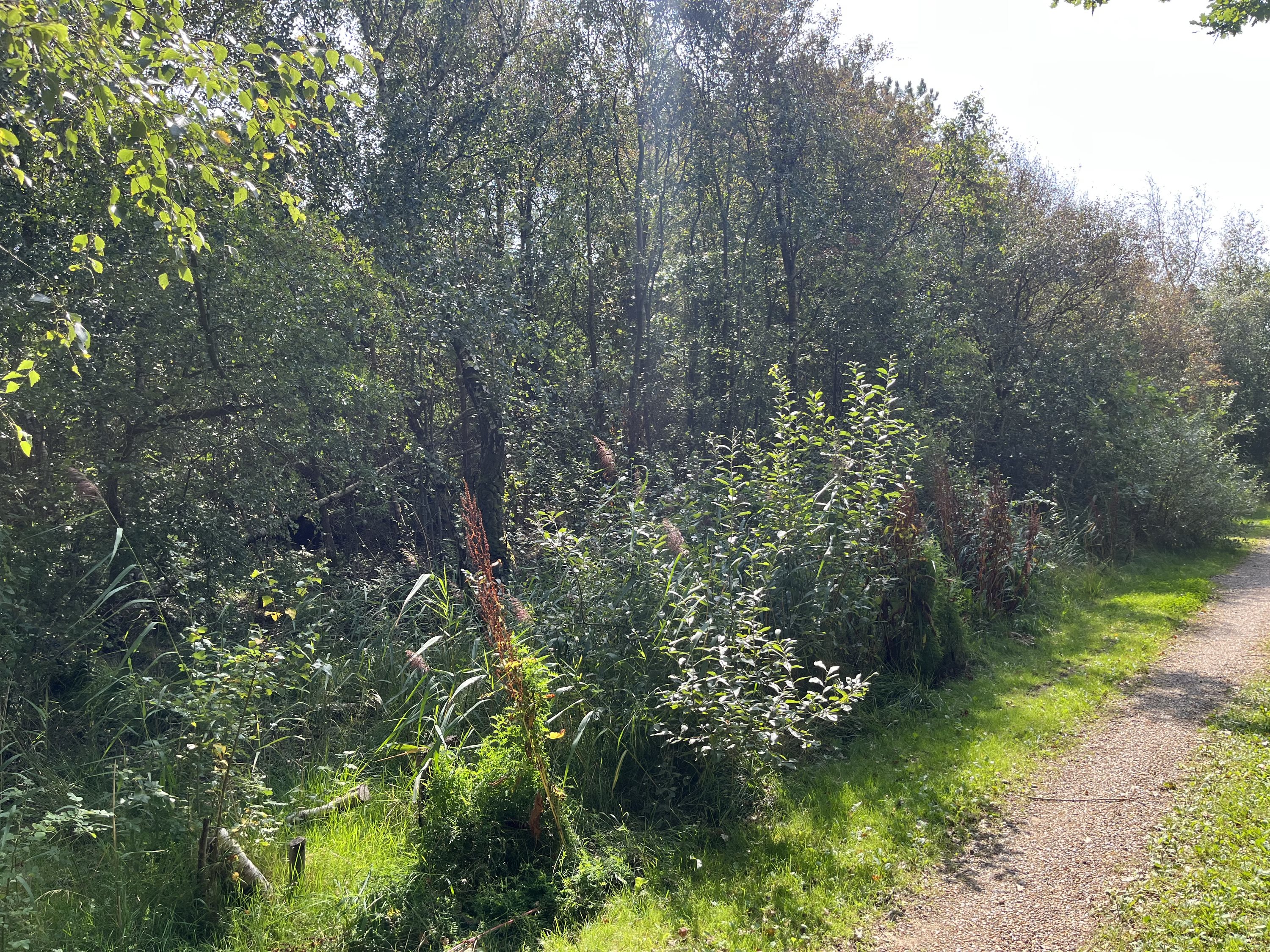 Miniaturebillede 2: . Billede af Engblommevej 26, Lyngs Torp, 7790 Thyholm