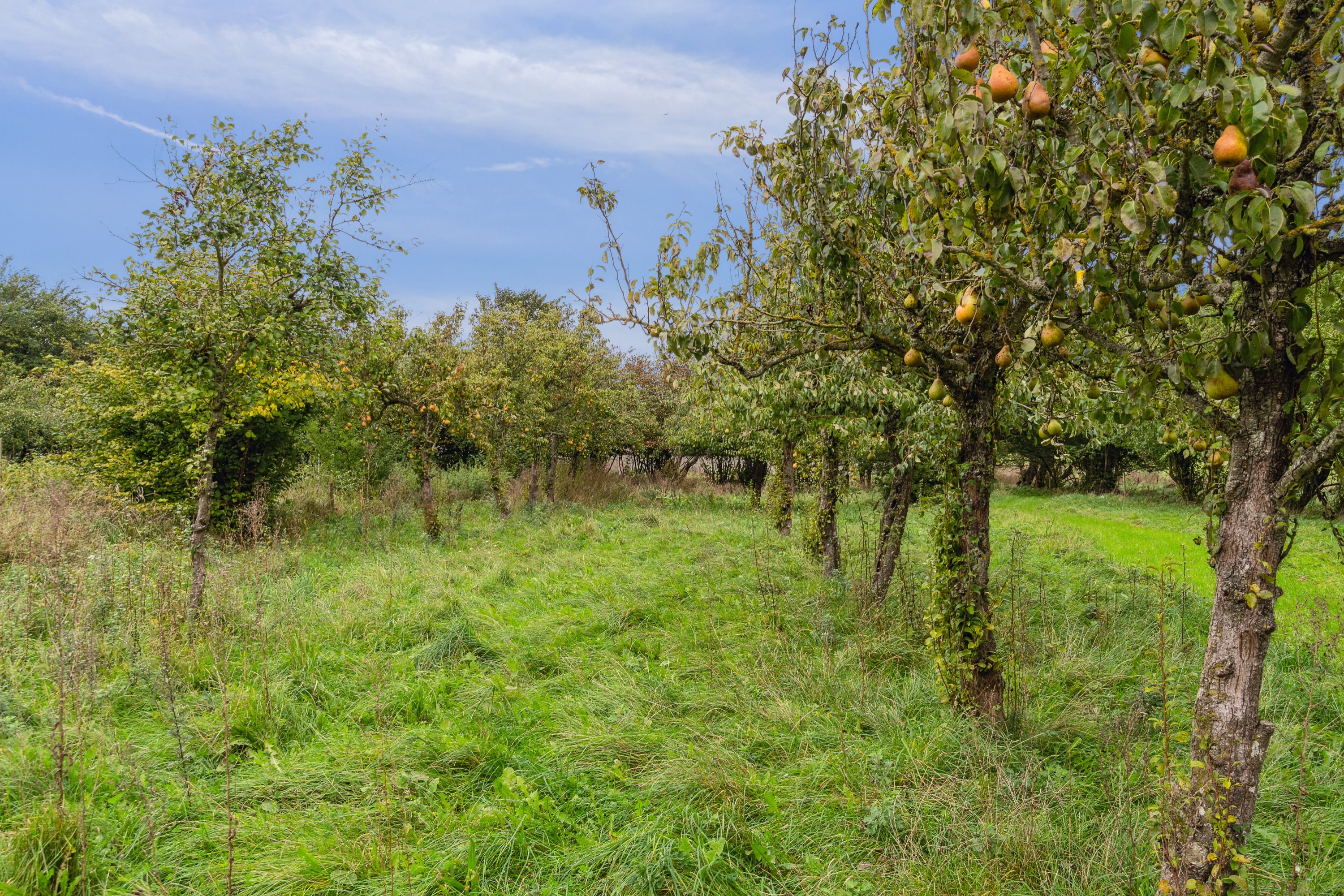 Fremhævet have billede i fuldskærmstilstand. Billede af Fynshovedvej 584, 5390 Martofte